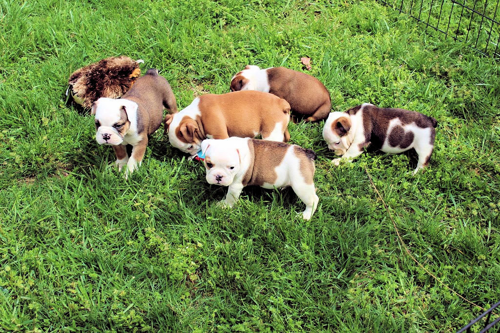 56 Top Images Miniature Bulldog Rescue Florida : Malaysia In Media Mini French Bulldog Rescue Florida