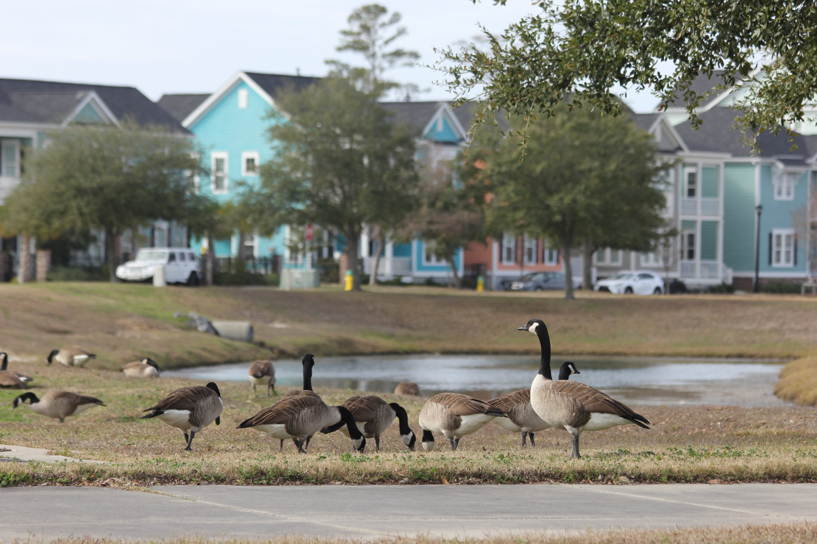 Nccc Goose Goose Control New Bern NC | Goose Masters ENC | Get Rid of Geese