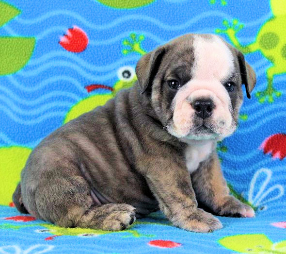 Puppies - Newbies | Sugarplum Bulldogs the smaller English Bulldog Puppies