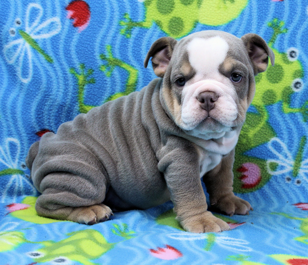 Puppies - Newbies | Sugarplum Bulldogs the smaller English Bulldog Puppies