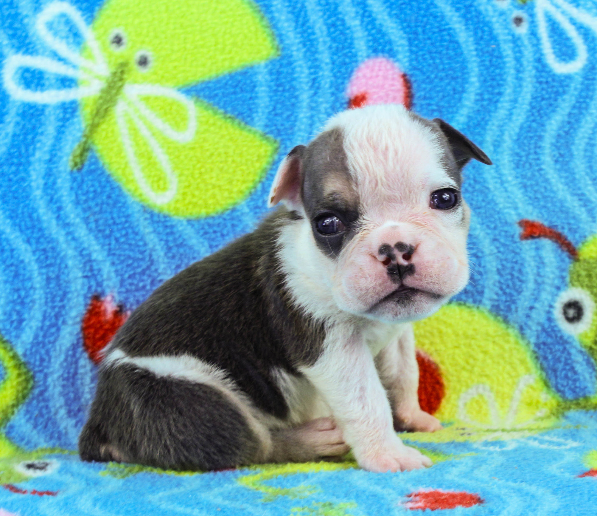 Home of the Smaller AKC English Bulldog Puppies - Newbies