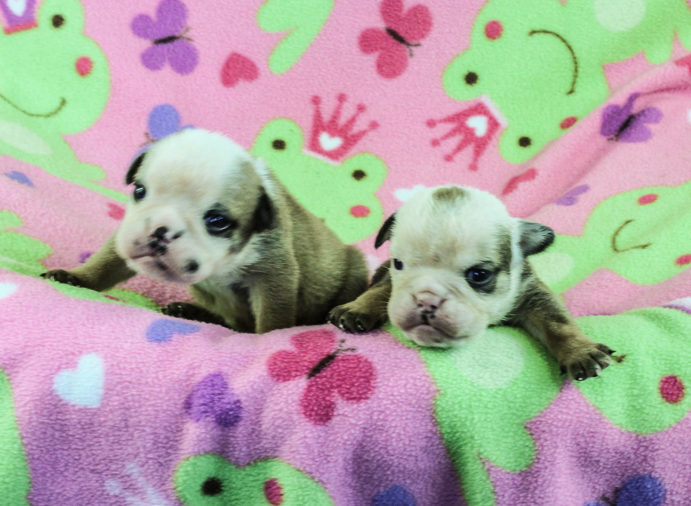 Home of the Smaller AKC English Bulldog Puppies - Newbies