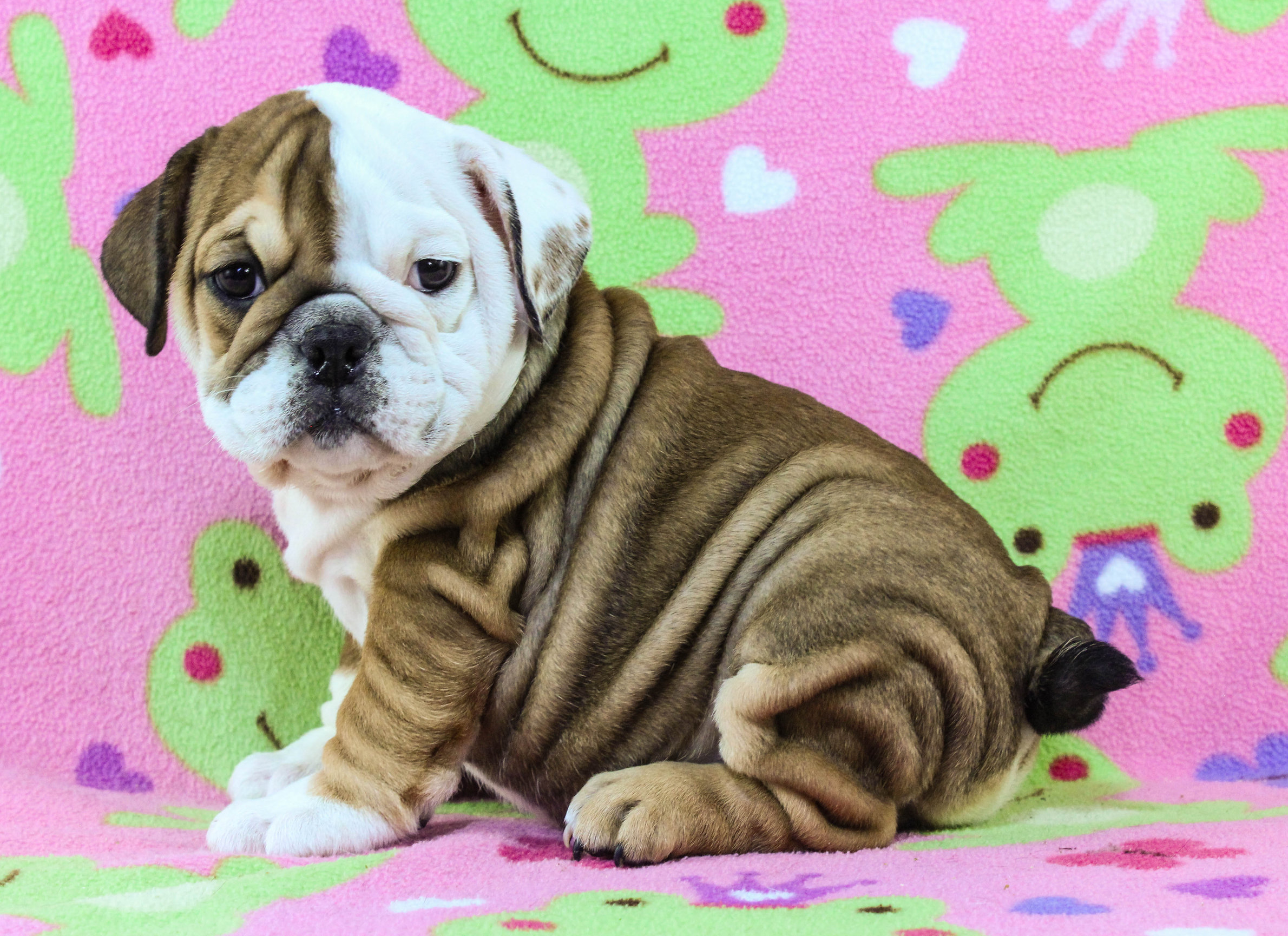 Home of the Smaller AKC English Bulldog Puppies - Newbies