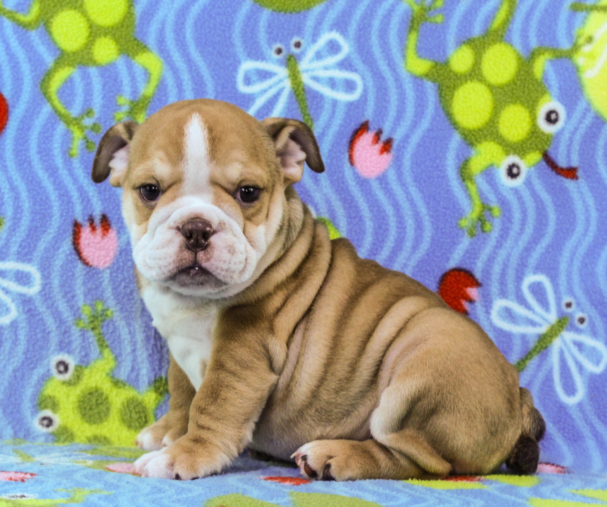 Home of the Smaller AKC English Bulldog Puppies - Newbies