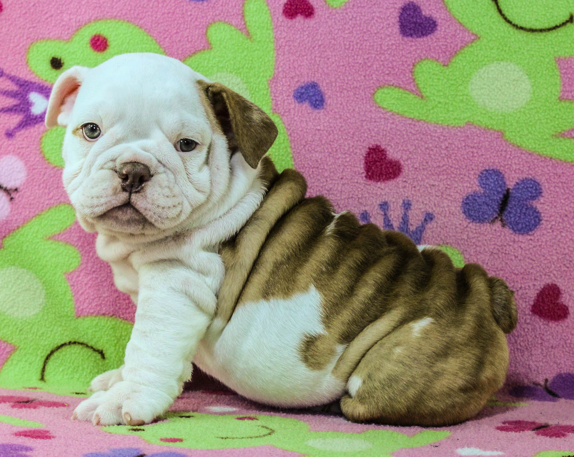 Home of the Smaller AKC English Bulldog Puppies - Newbies