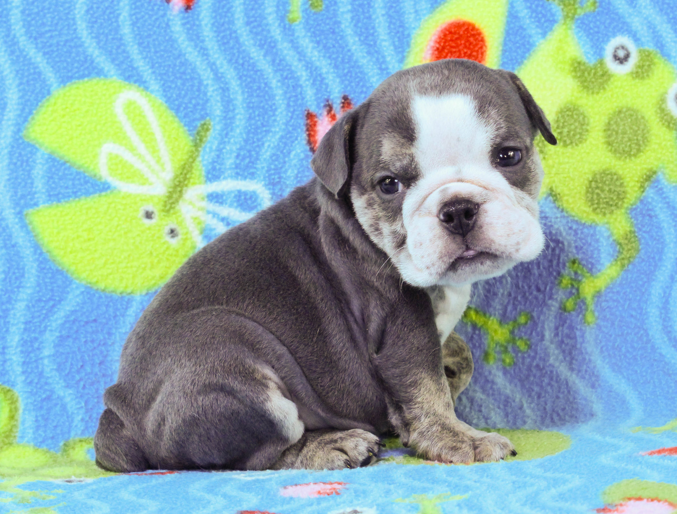 Home of the Smaller AKC English Bulldog Puppies - Newbies