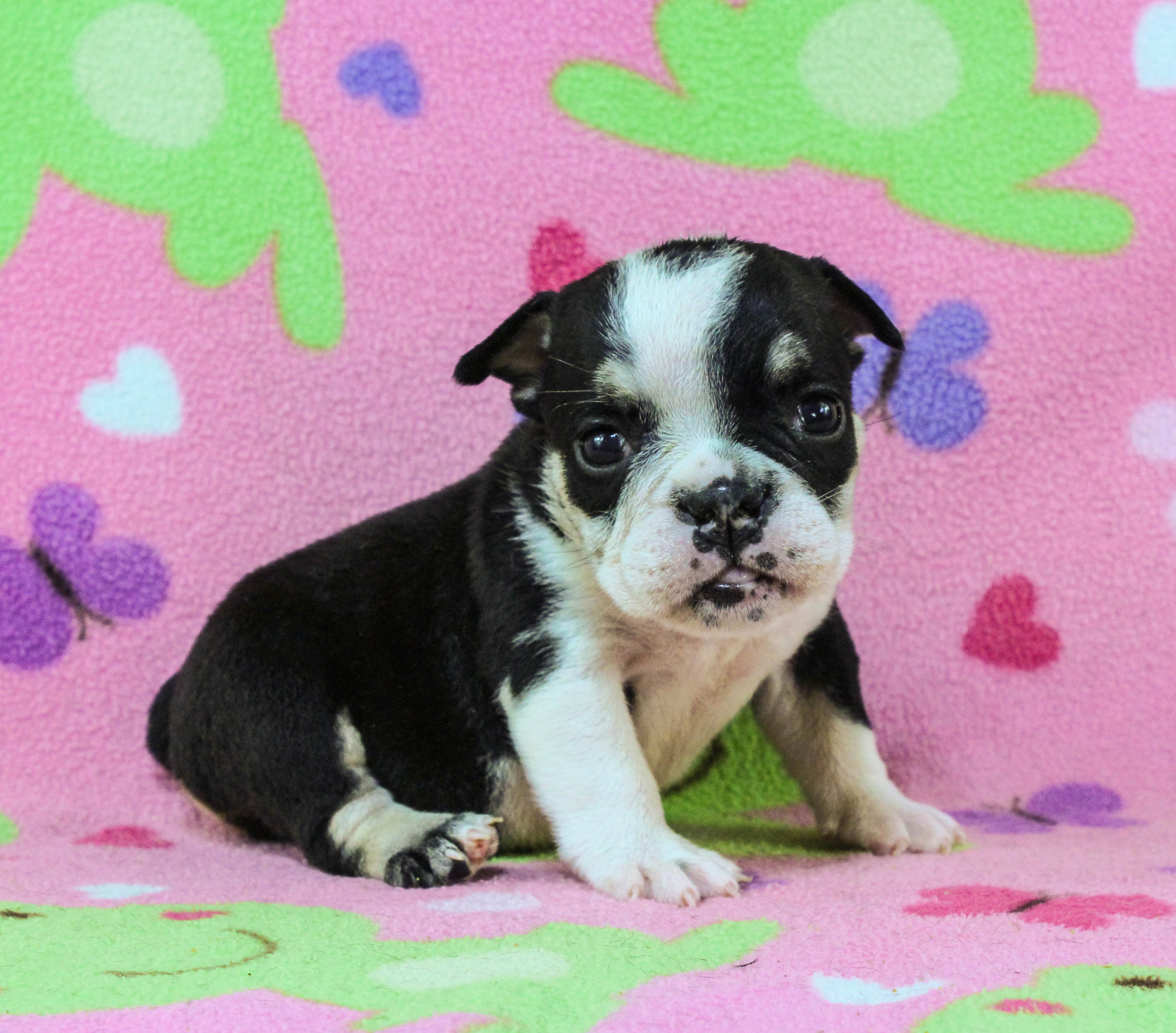 Home of the Smaller AKC English Bulldog Puppies - Newbies