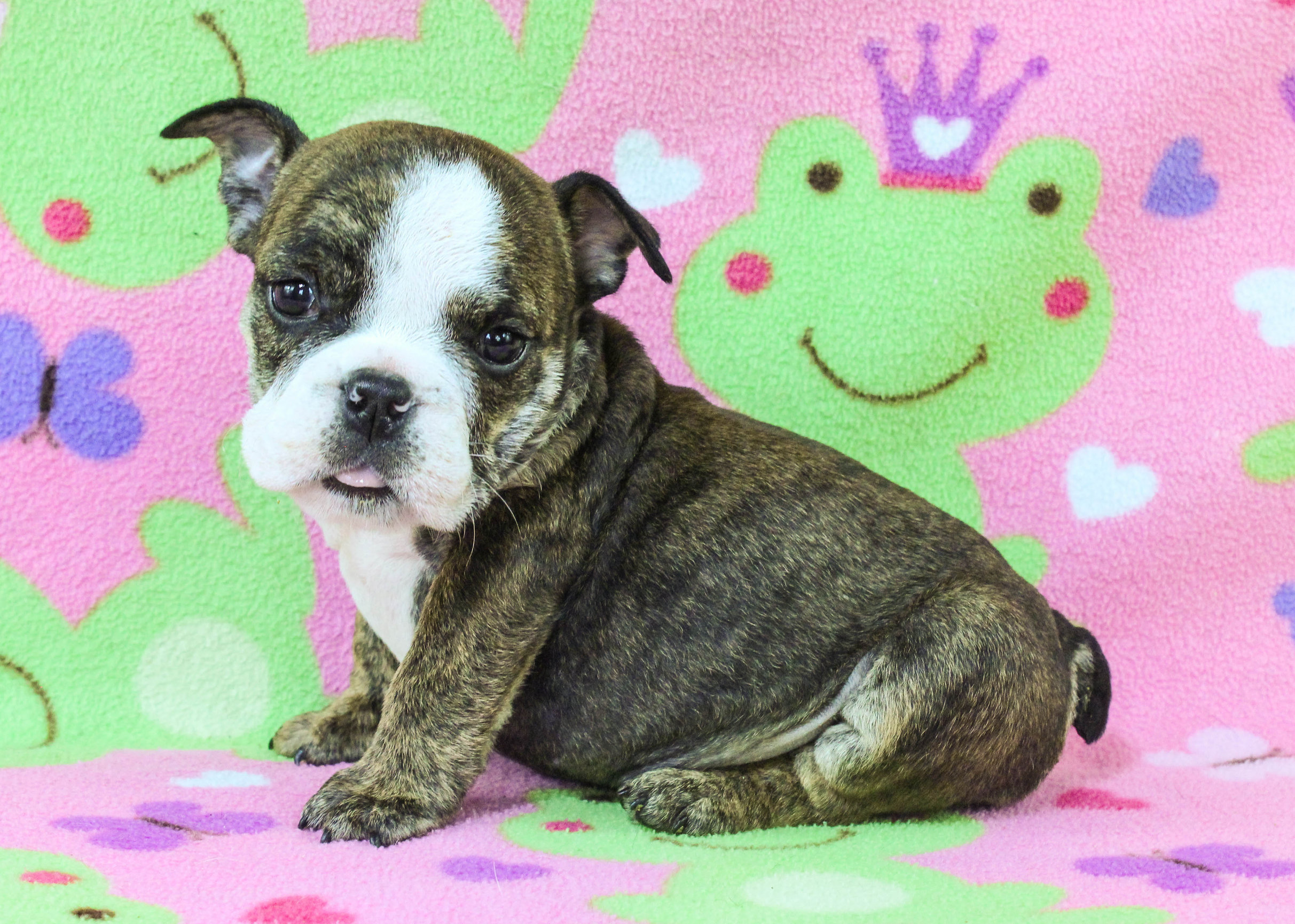 Home of the Smaller AKC English Bulldog Puppies - Newbies