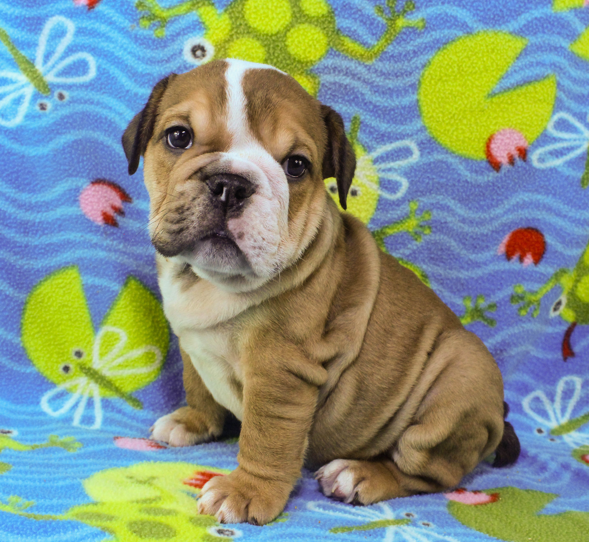 Home of the Smaller AKC English Bulldog Puppies - Newbies