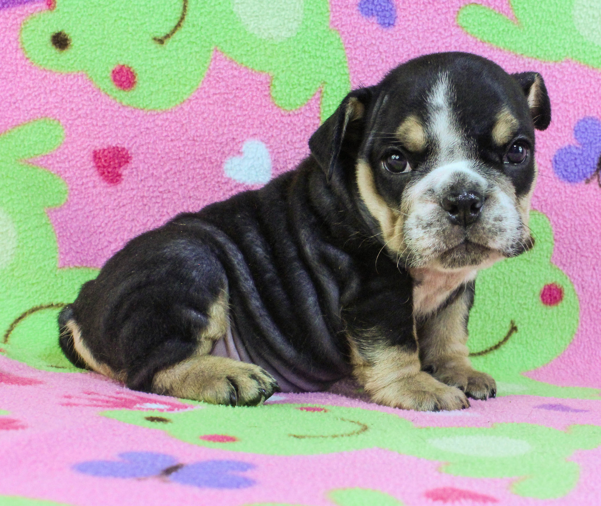 Home of the Smaller AKC English Bulldog Puppies - Newbies