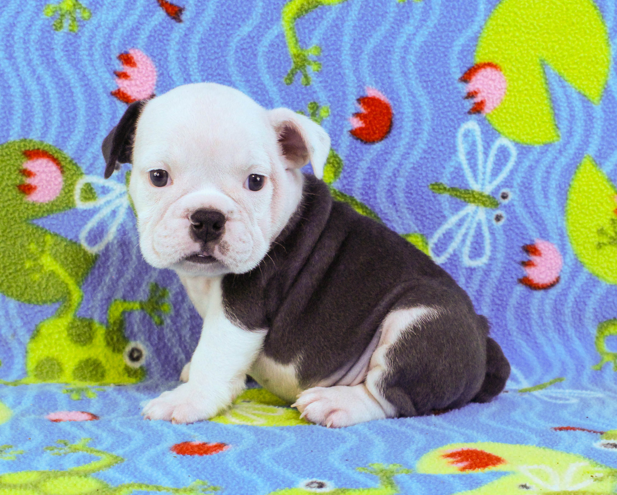 Home of the Smaller AKC English Bulldog Puppies - Newbies