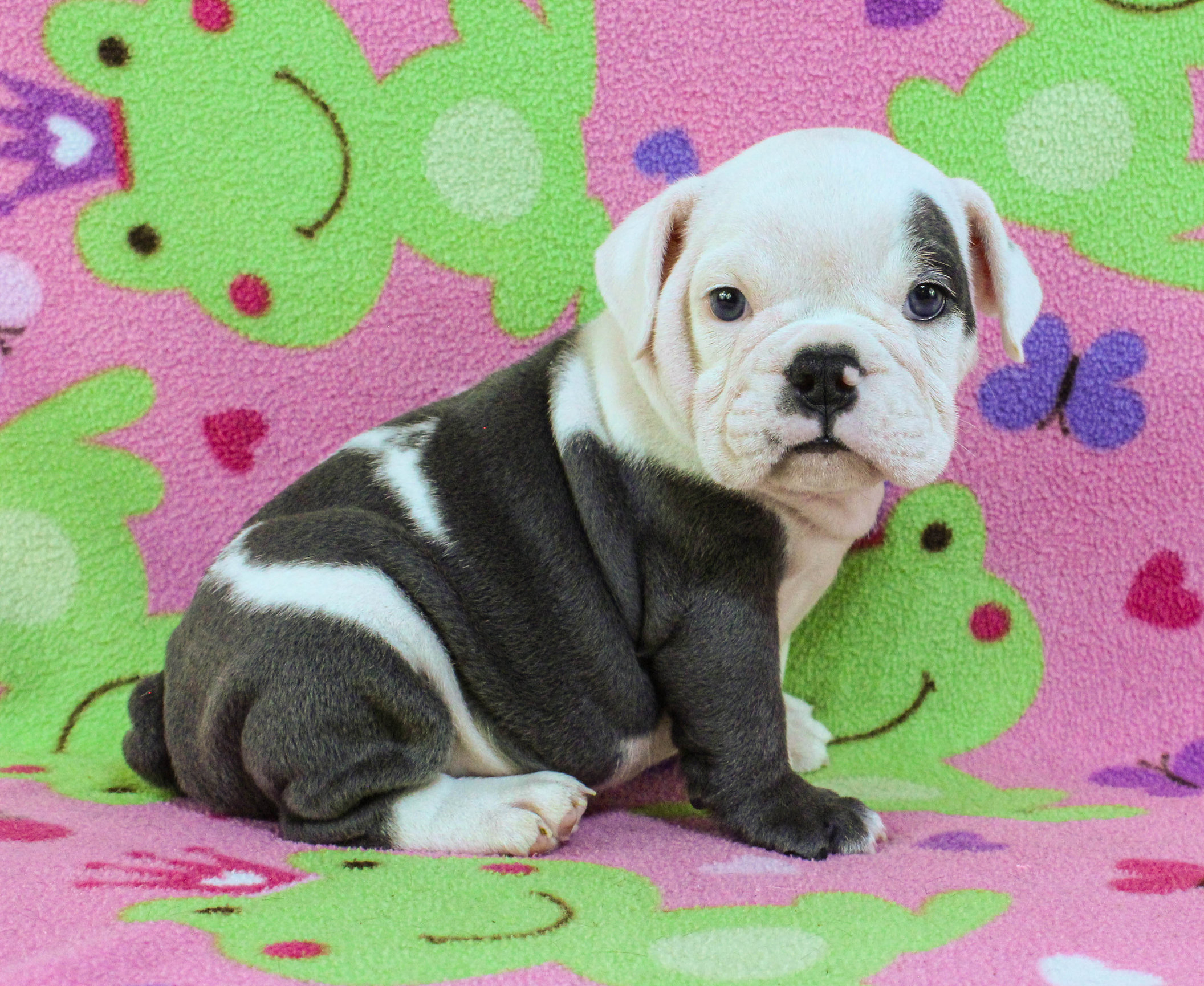 Home of the Smaller AKC English Bulldog Puppies - Newbies