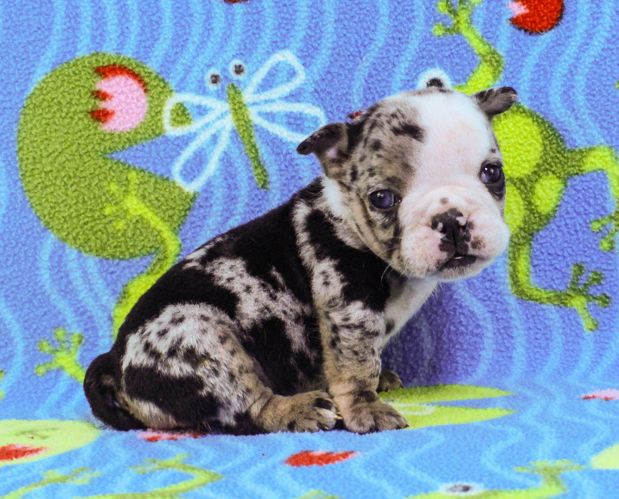 Home of the Smaller AKC English Bulldog Puppies - Newbies