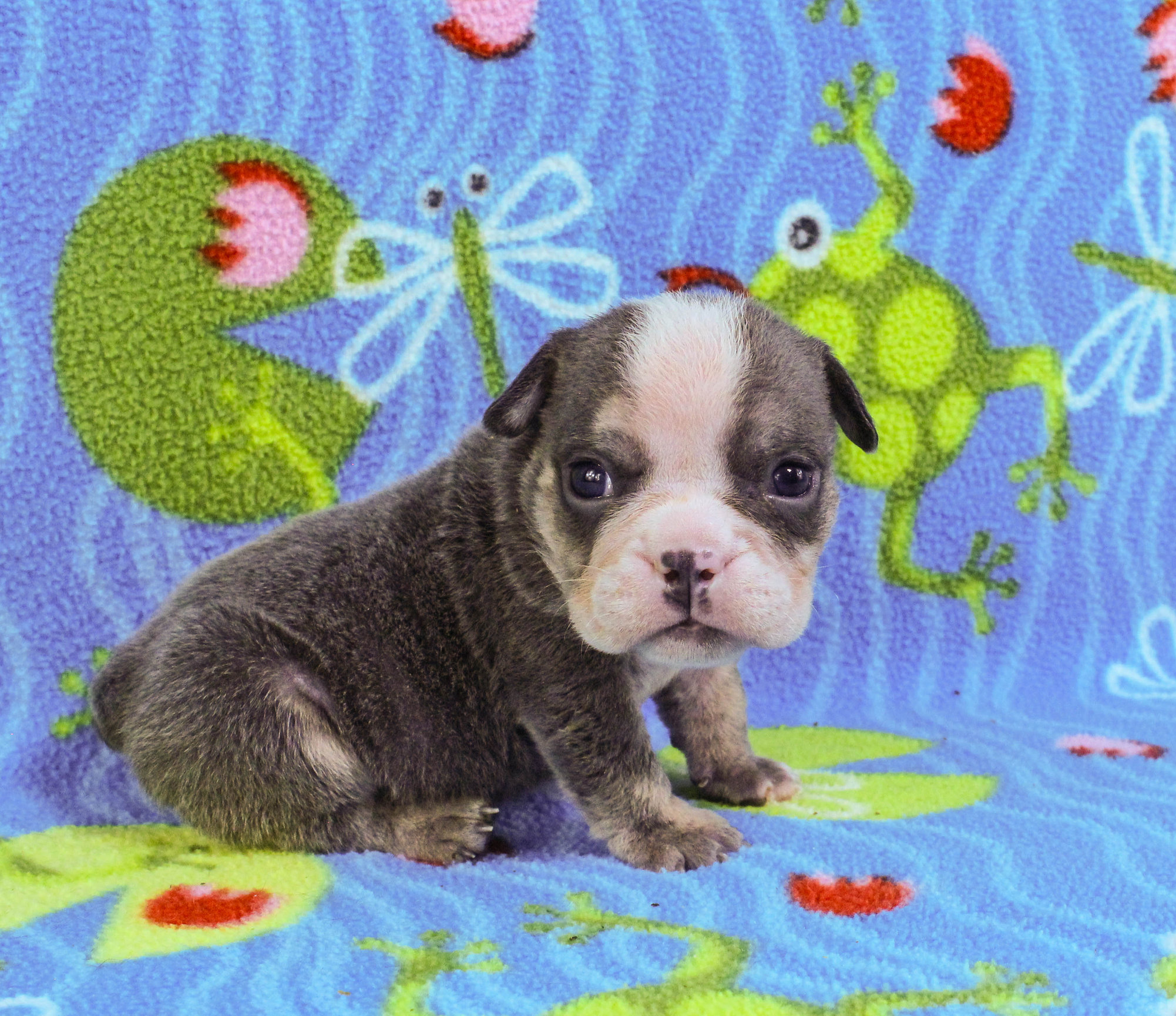 Home of the Smaller AKC English Bulldog Puppies - Newbies