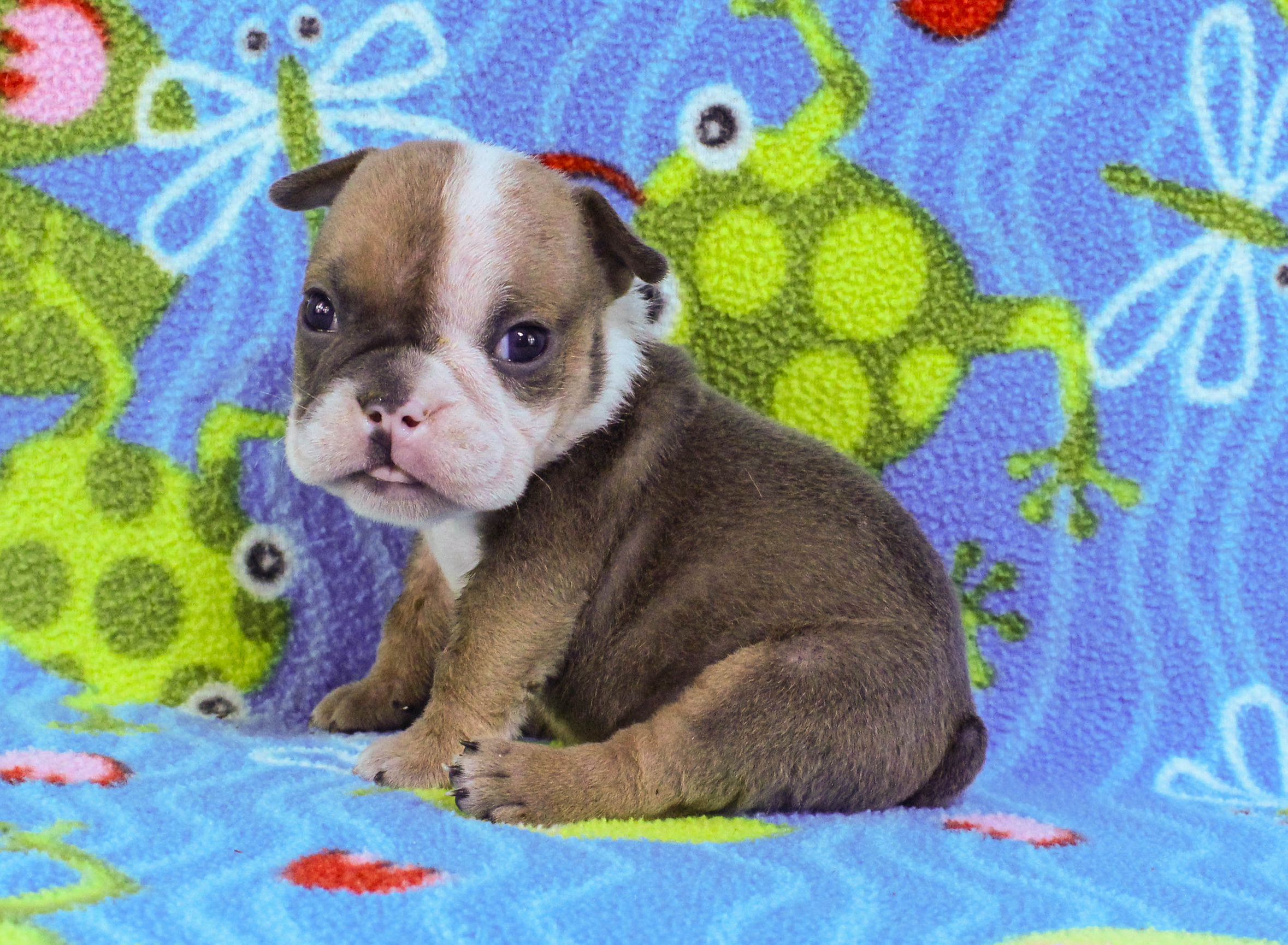 Home of the Smaller AKC English Bulldog Puppies - Newbies