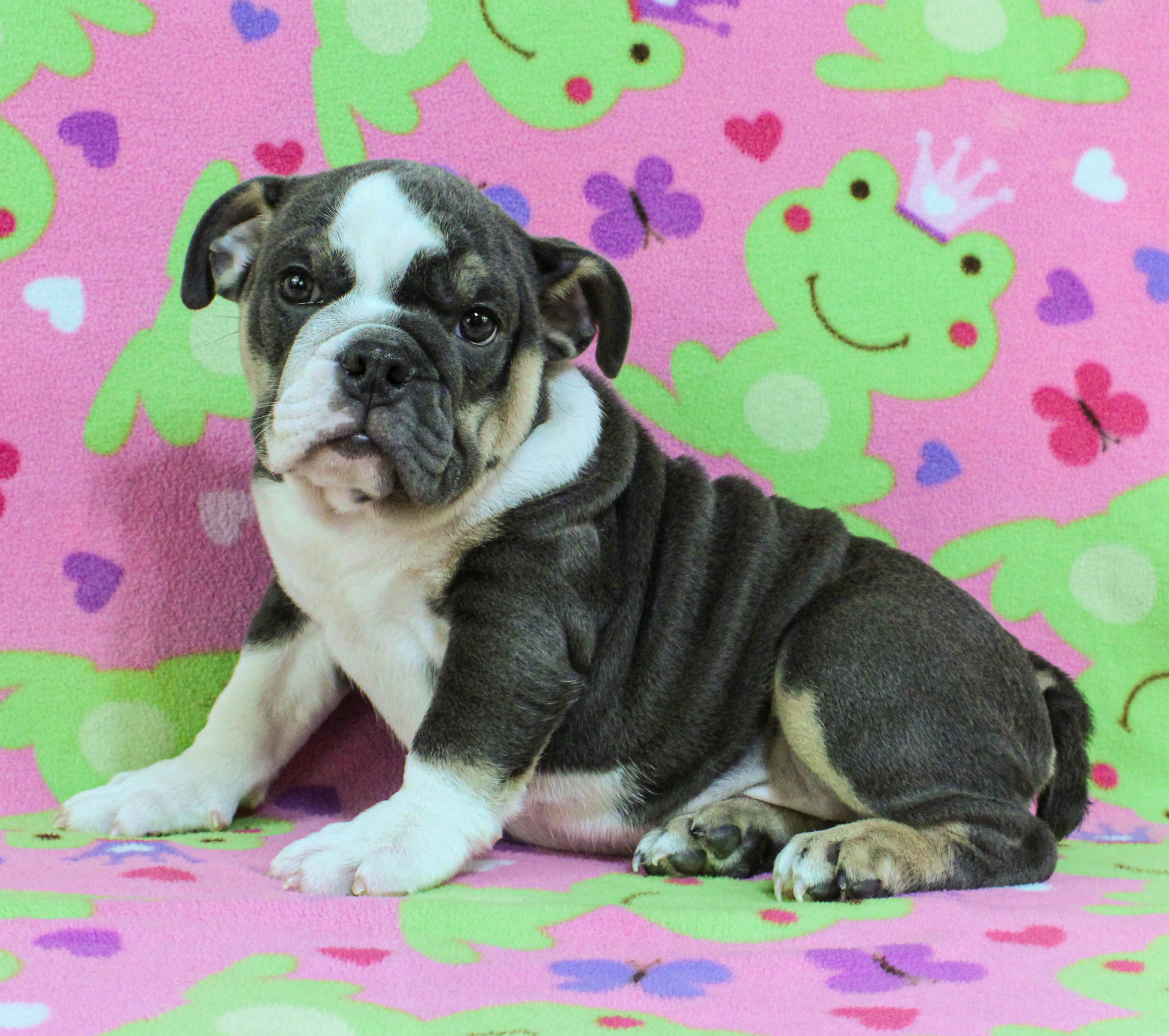 Home of the Smaller AKC English Bulldog Puppies - Newbies