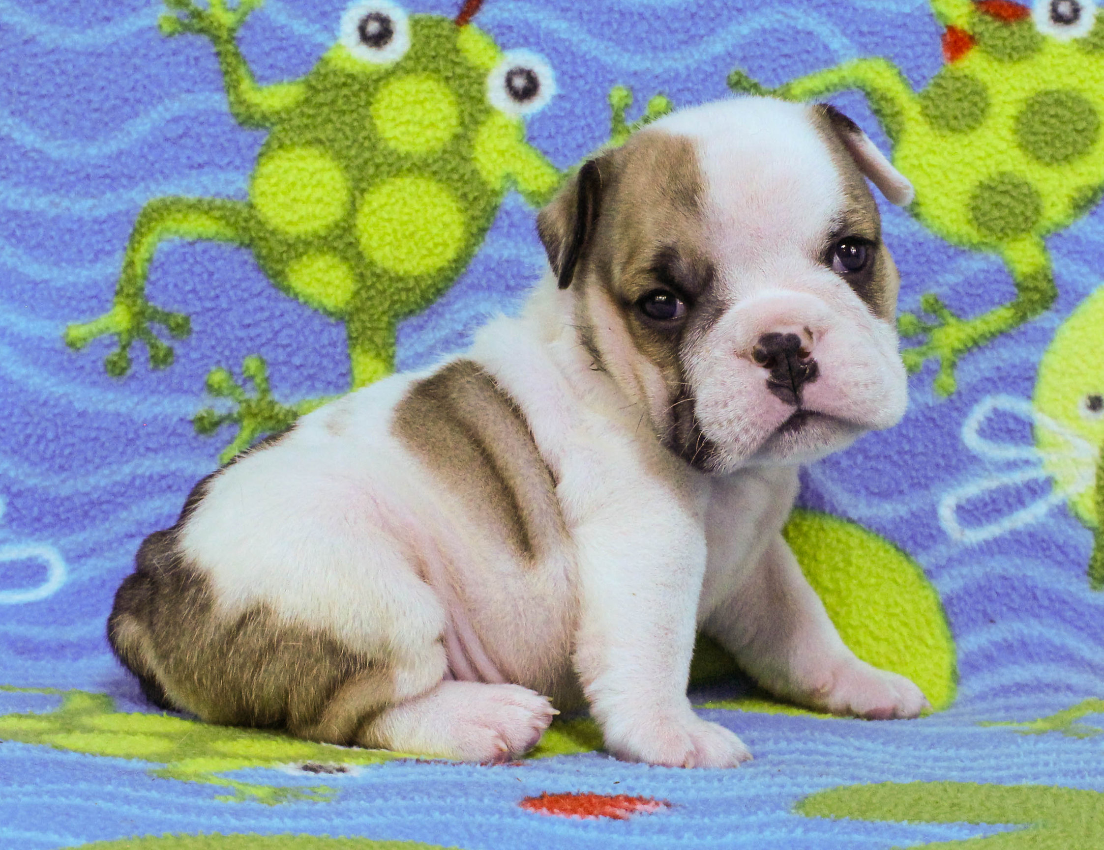 Home of the Smaller AKC English Bulldog Puppies - Newbies