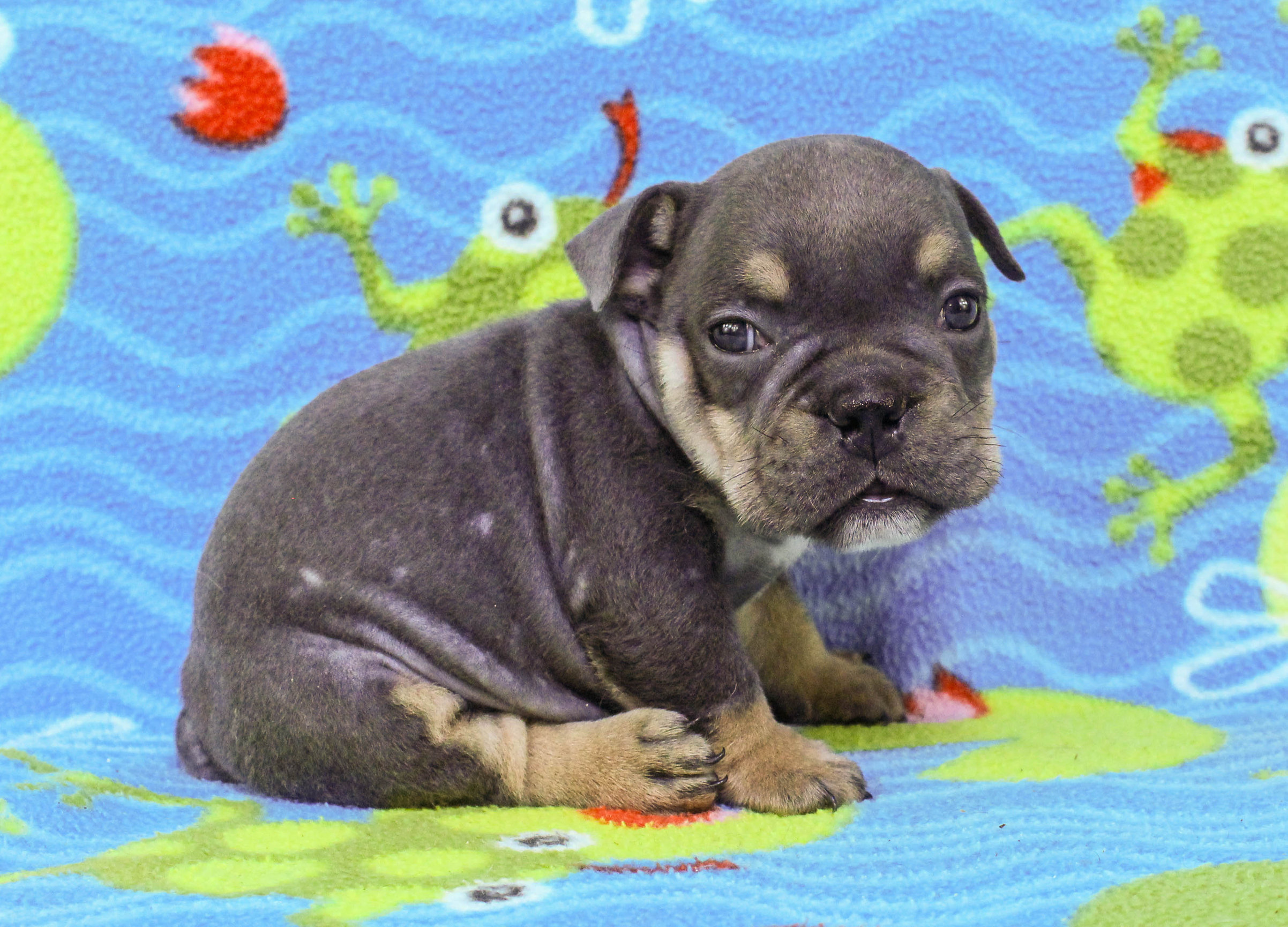 Home of the Smaller AKC English Bulldog Puppies - Newbies