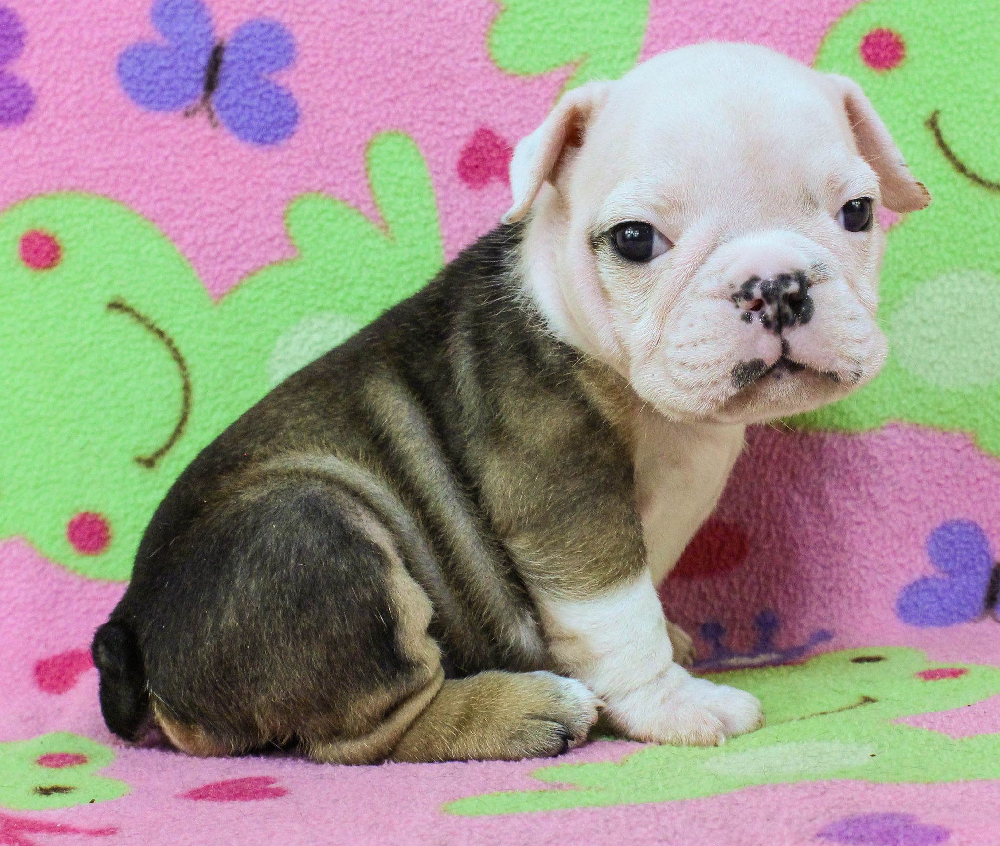 Home of the Smaller AKC English Bulldog Puppies - Newbies