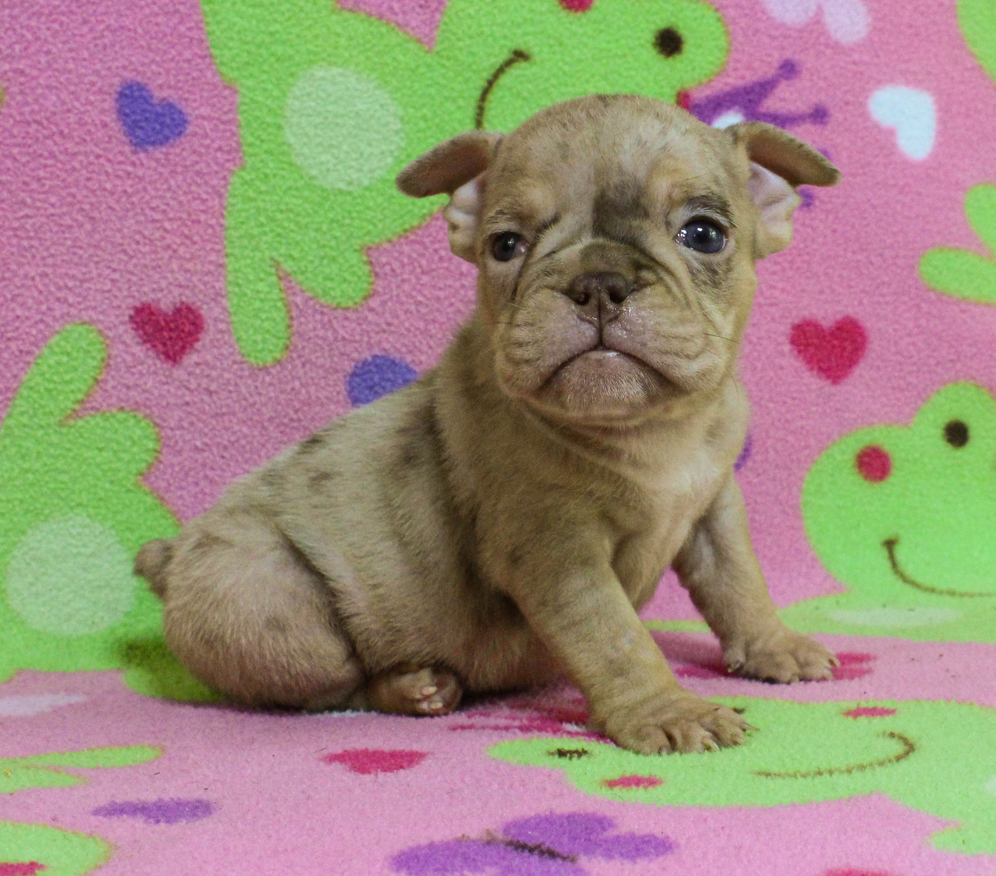 Home of the Smaller AKC English Bulldog Puppies - Newbies