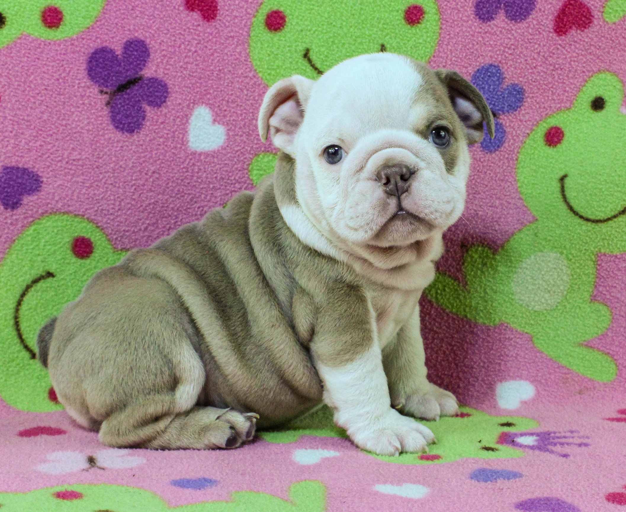 Home of the Smaller AKC English Bulldog Puppies - Newbies