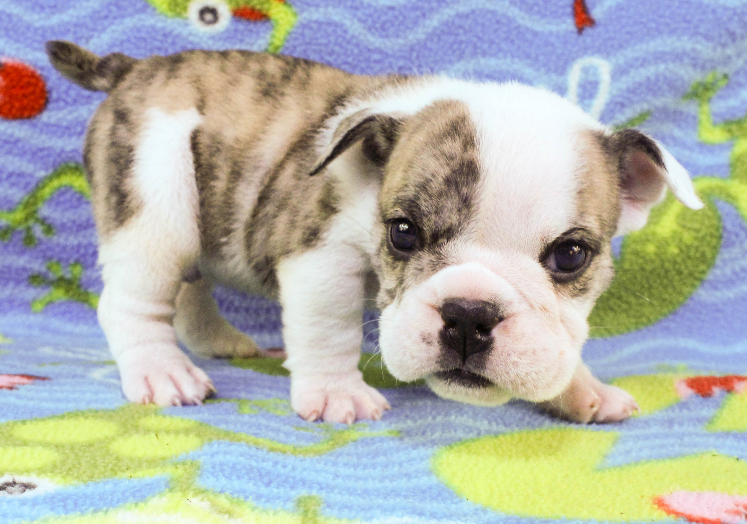 Home of the Smaller AKC English Bulldog Puppies - Newbies