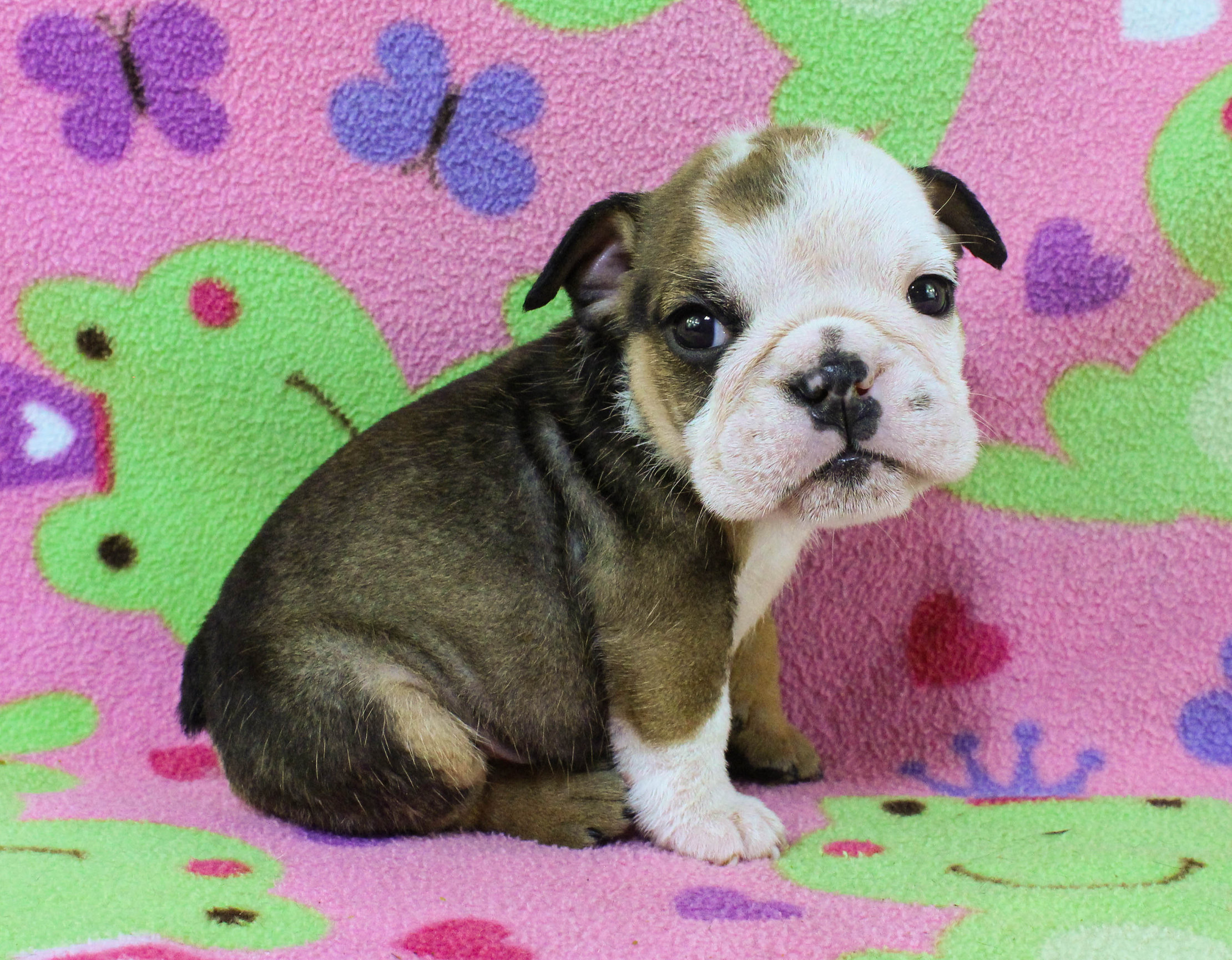 Home of the Smaller AKC English Bulldog Puppies - Newbies