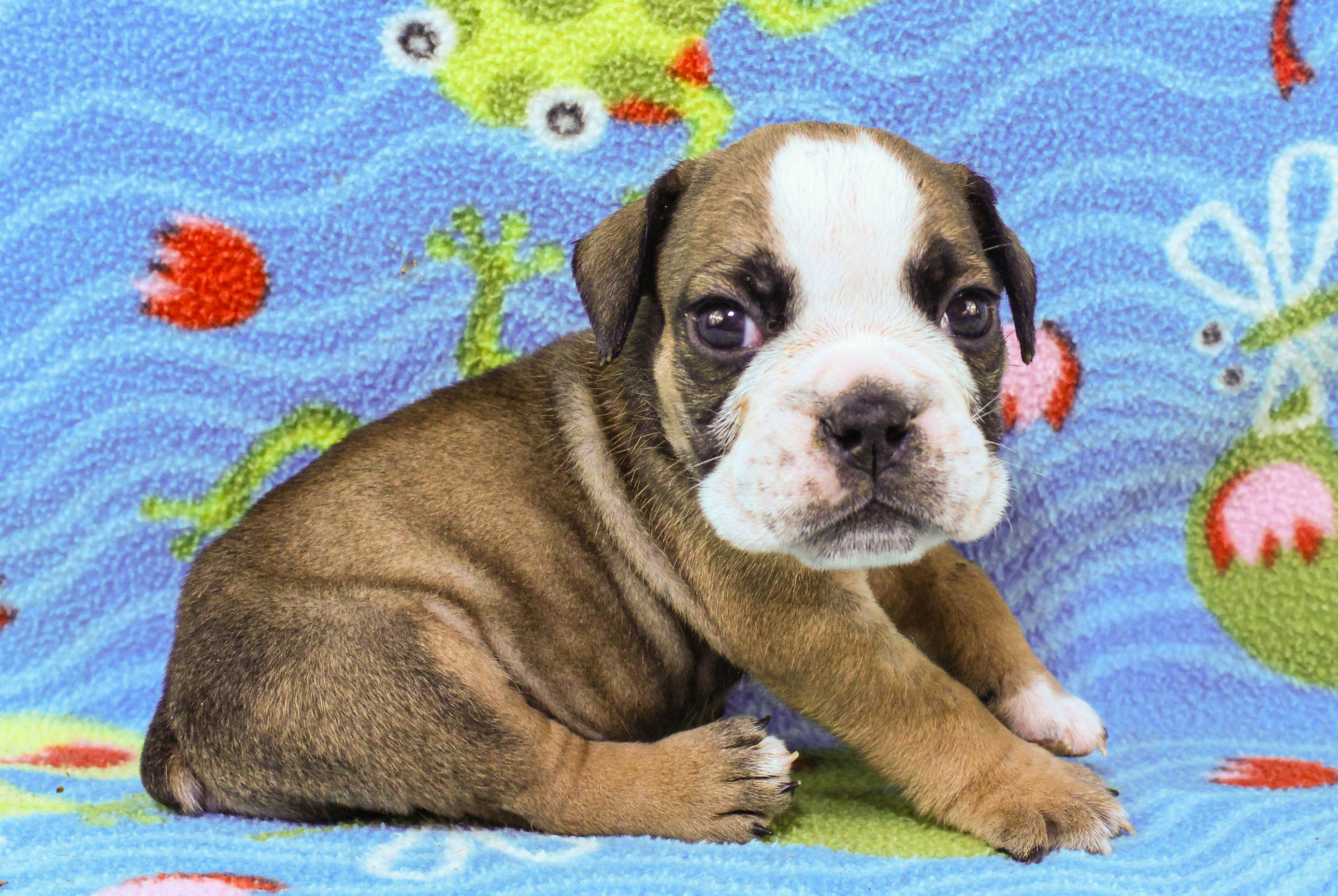 Home of the Smaller AKC English Bulldog Puppies - Newbies