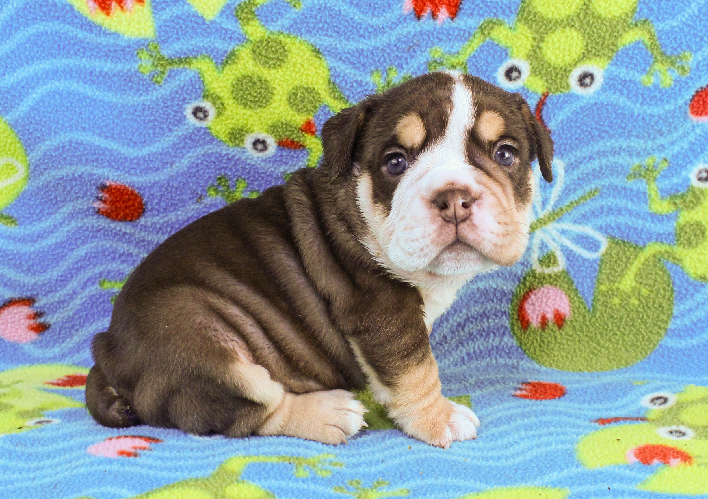 Home of the Smaller AKC English Bulldog Puppies - Newbies