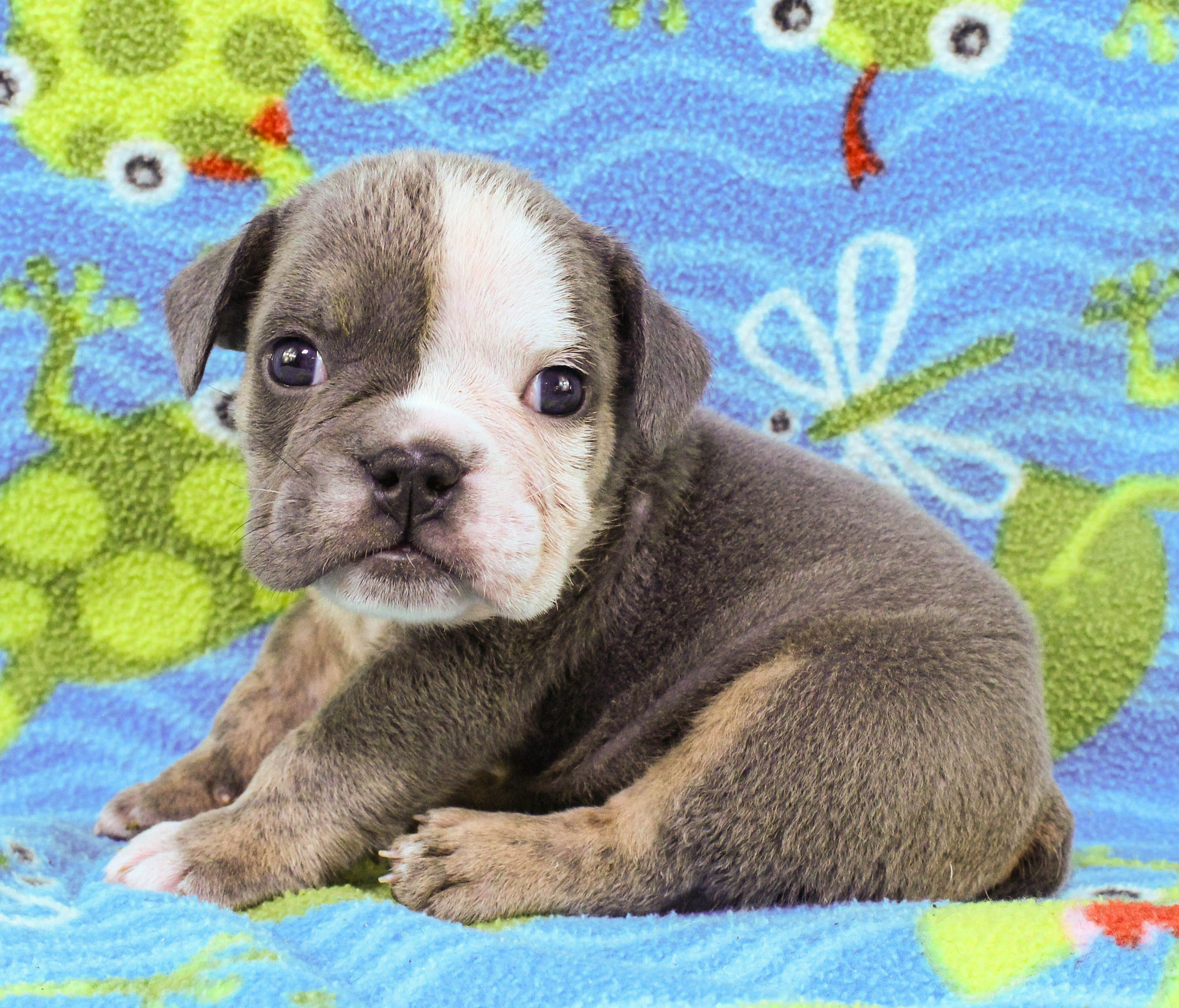 Home of the Smaller AKC English Bulldog Puppies - Newbies