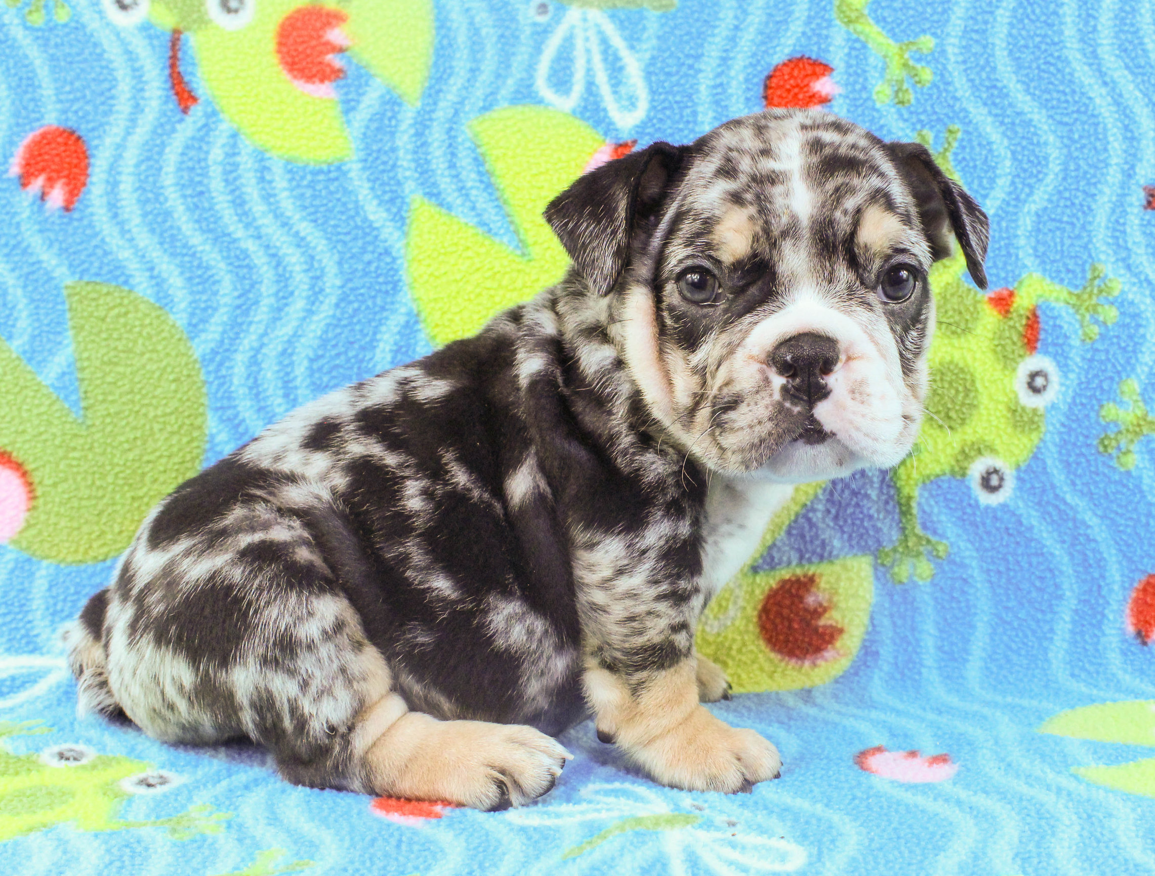 Home of the Smaller AKC English Bulldog Puppies - Newbies