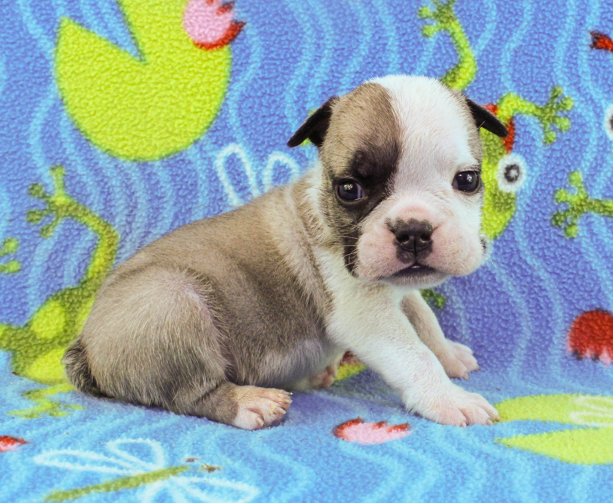 Home of the Smaller AKC English Bulldog Puppies - Newbies