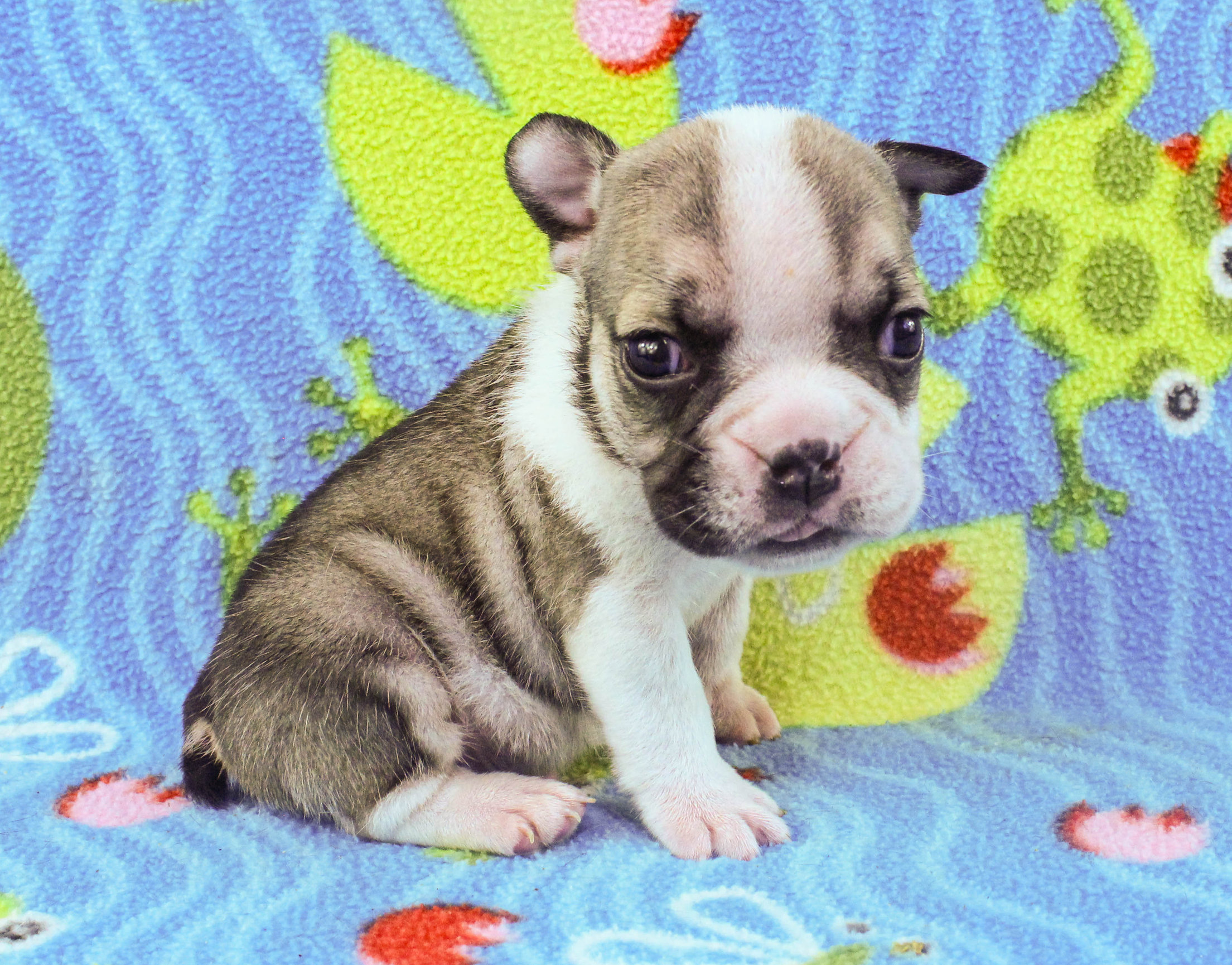 Home of the Smaller AKC English Bulldog Puppies - Newbies