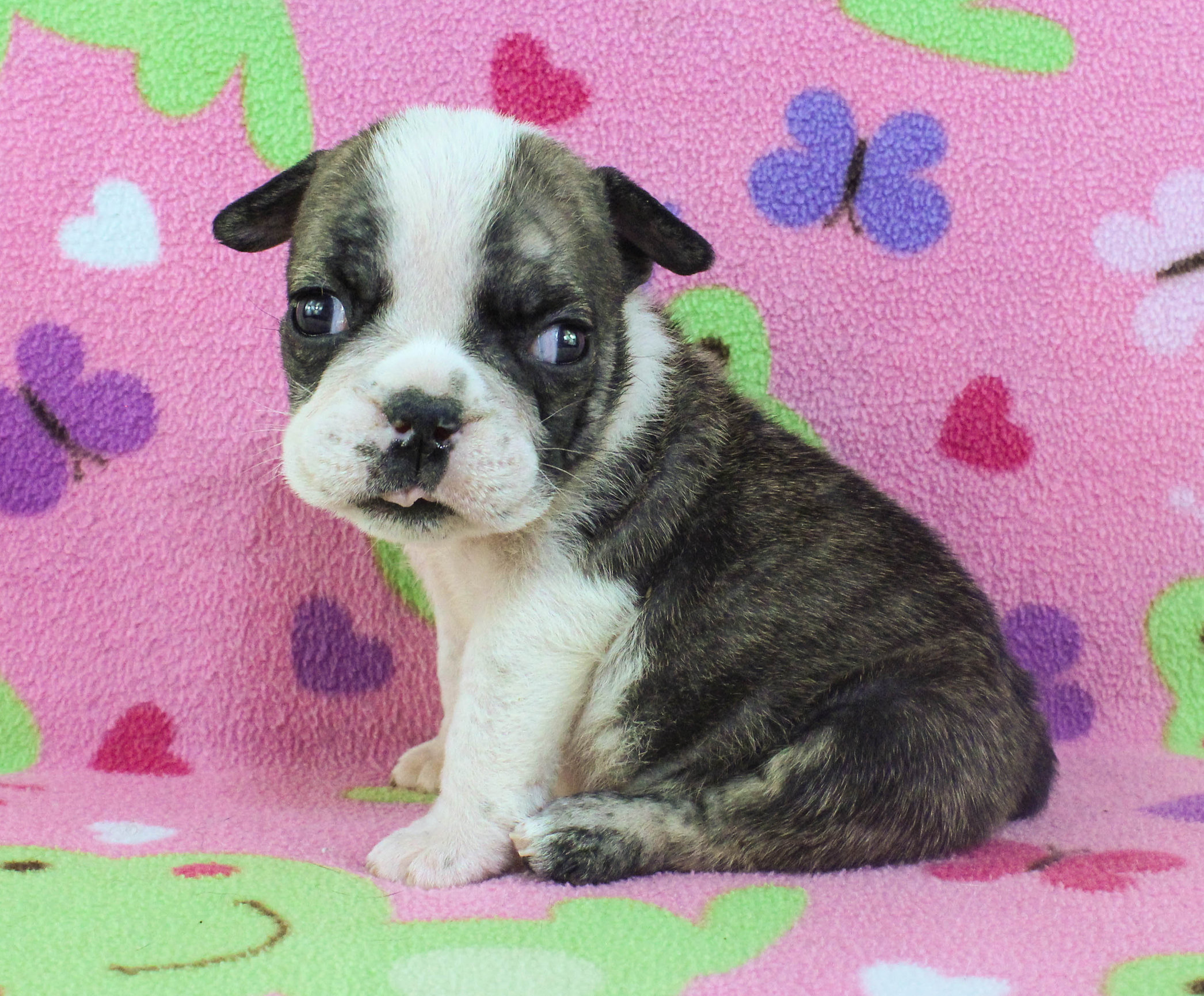 Home of the Smaller AKC English Bulldog Puppies - Newbies
