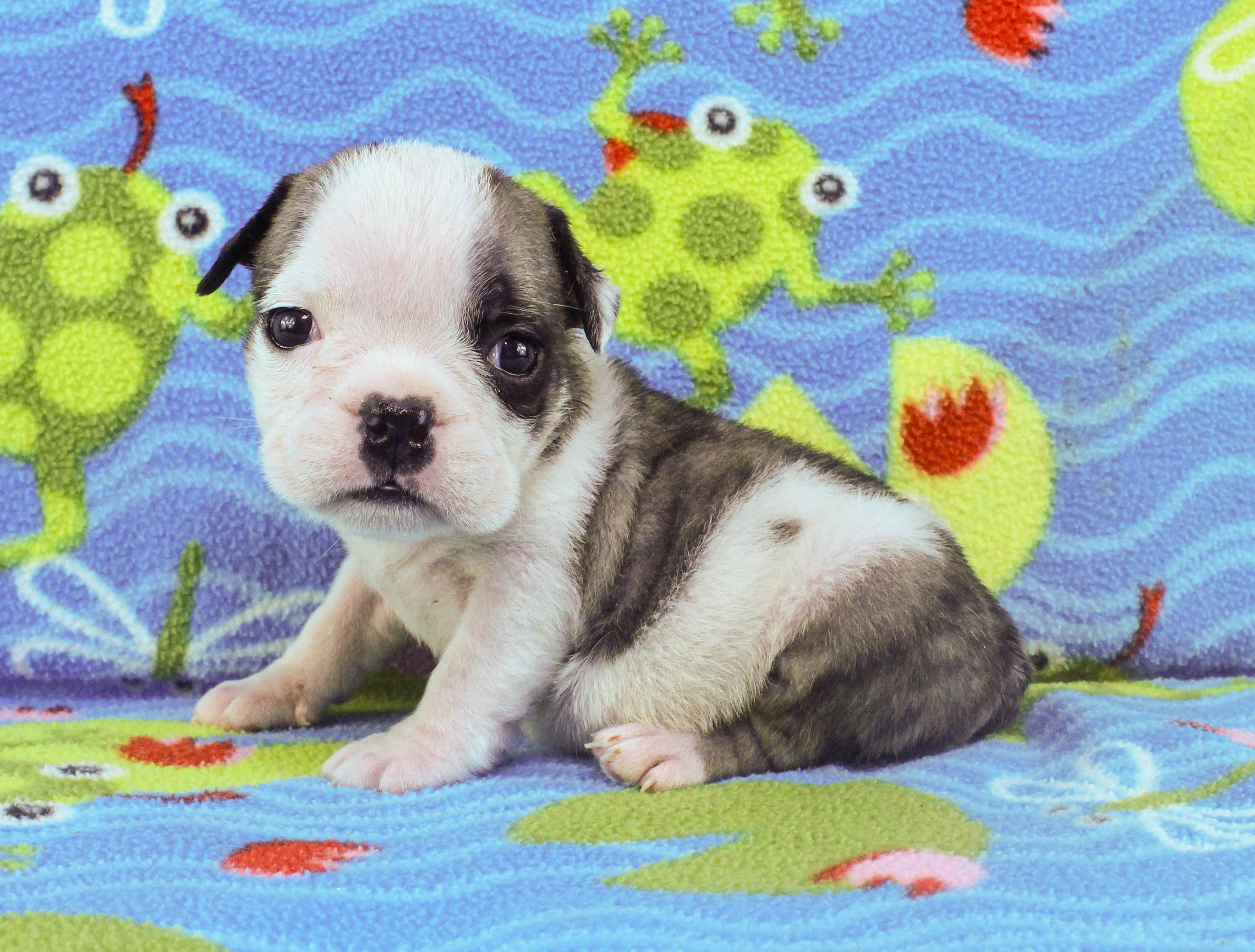 Home of the Smaller AKC English Bulldog Puppies - Newbies