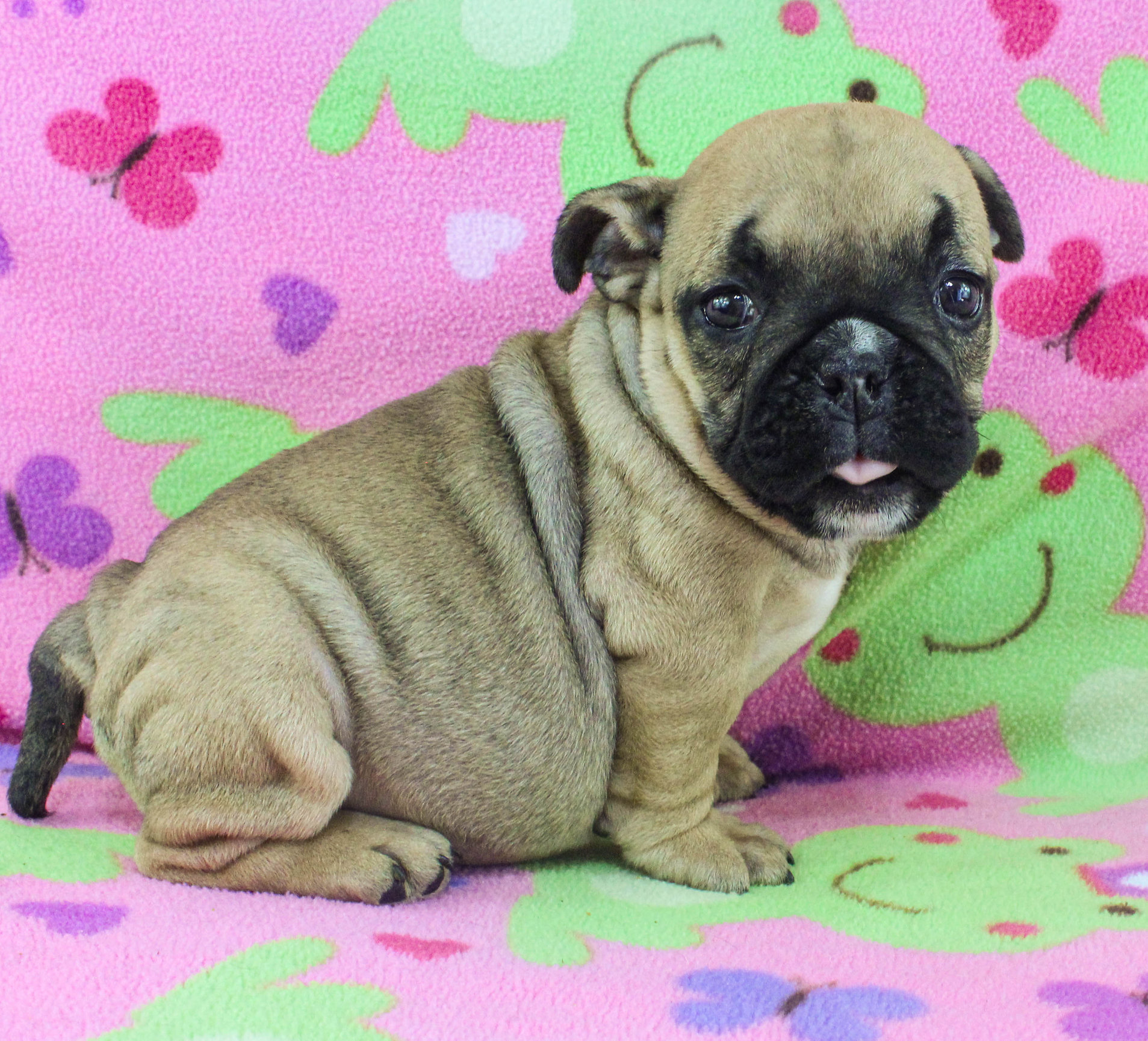 Home of the Smaller AKC English Bulldog Puppies - Newbies