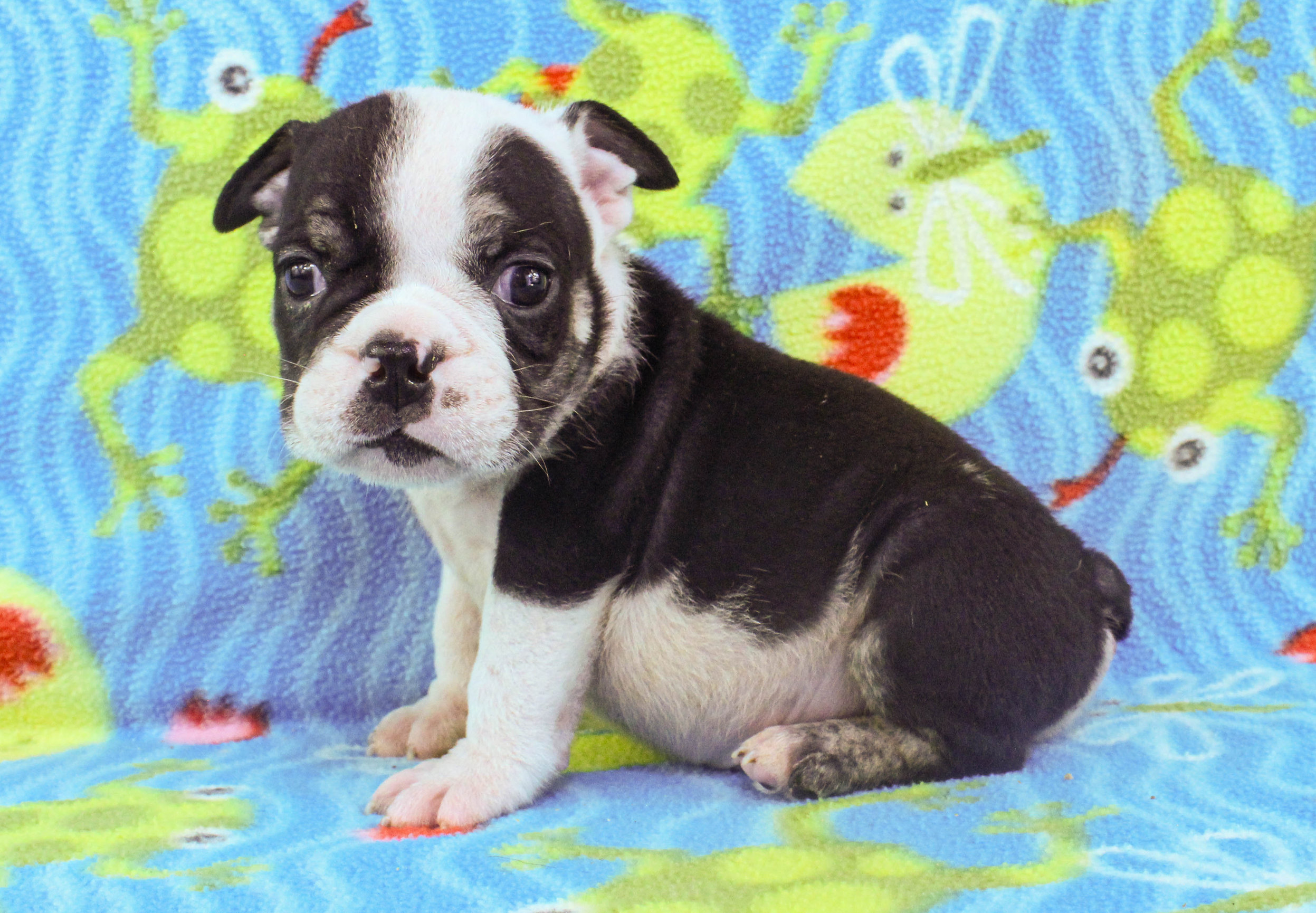 Home of the Smaller AKC English Bulldog Puppies - Newbies