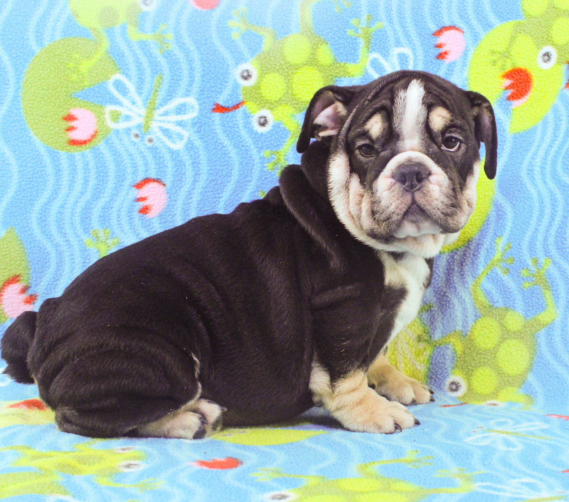 Home of the Smaller AKC English Bulldog Puppies - Newbies