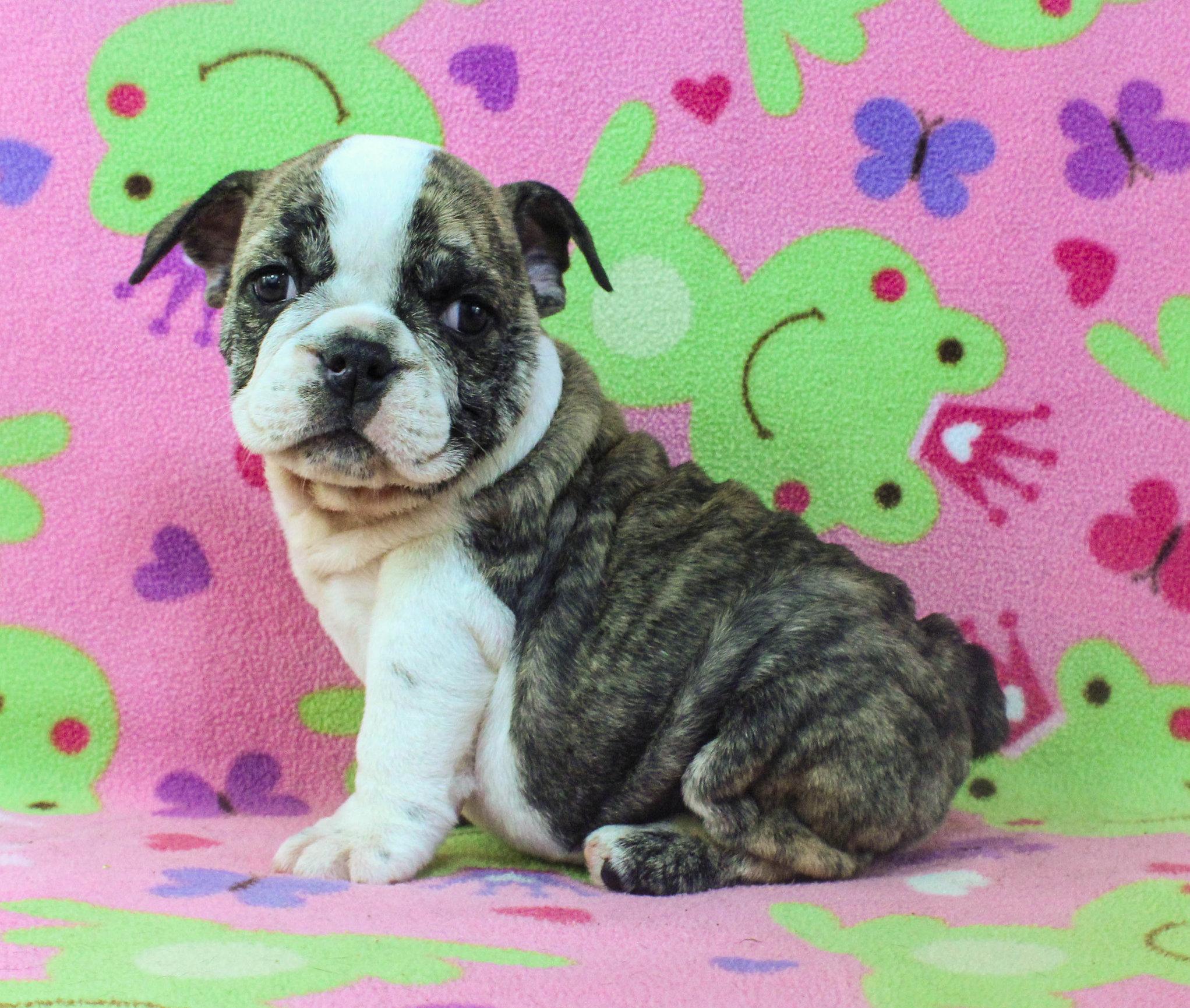 Home of the Smaller AKC English Bulldog Puppies - Newbies
