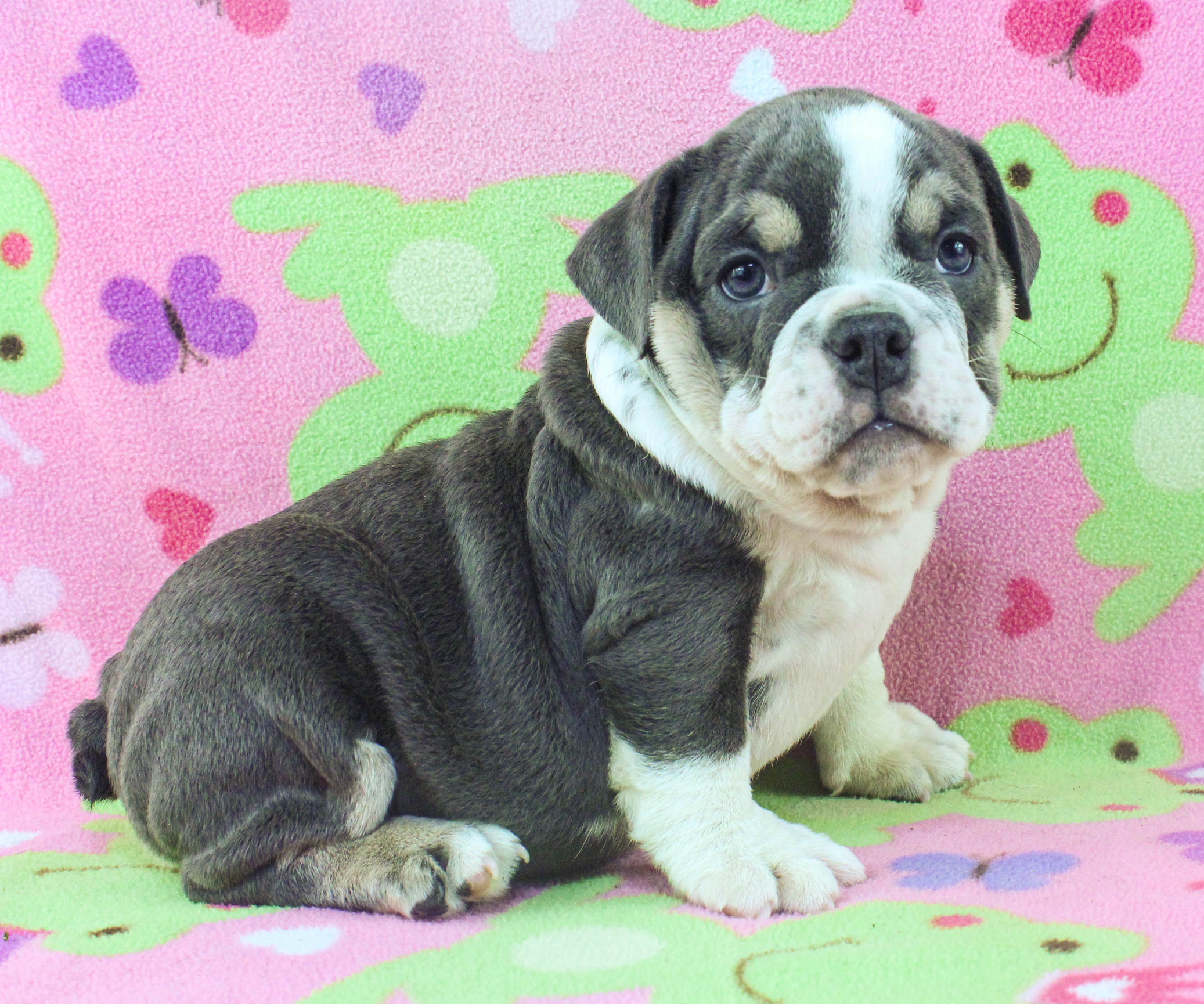 Home of the Smaller AKC English Bulldog Puppies - Newbies