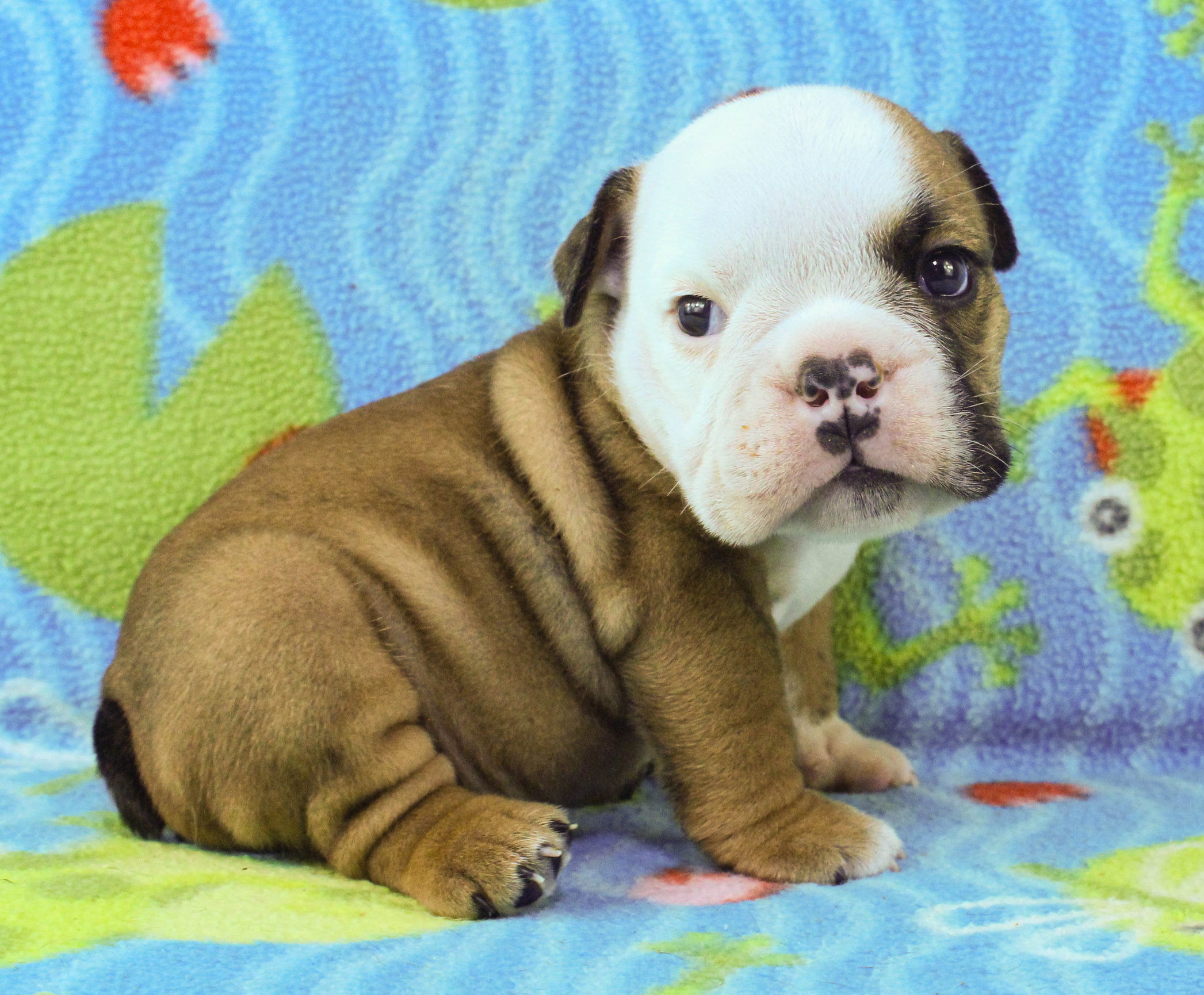 Home of the Smaller AKC English Bulldog Puppies - Newbies