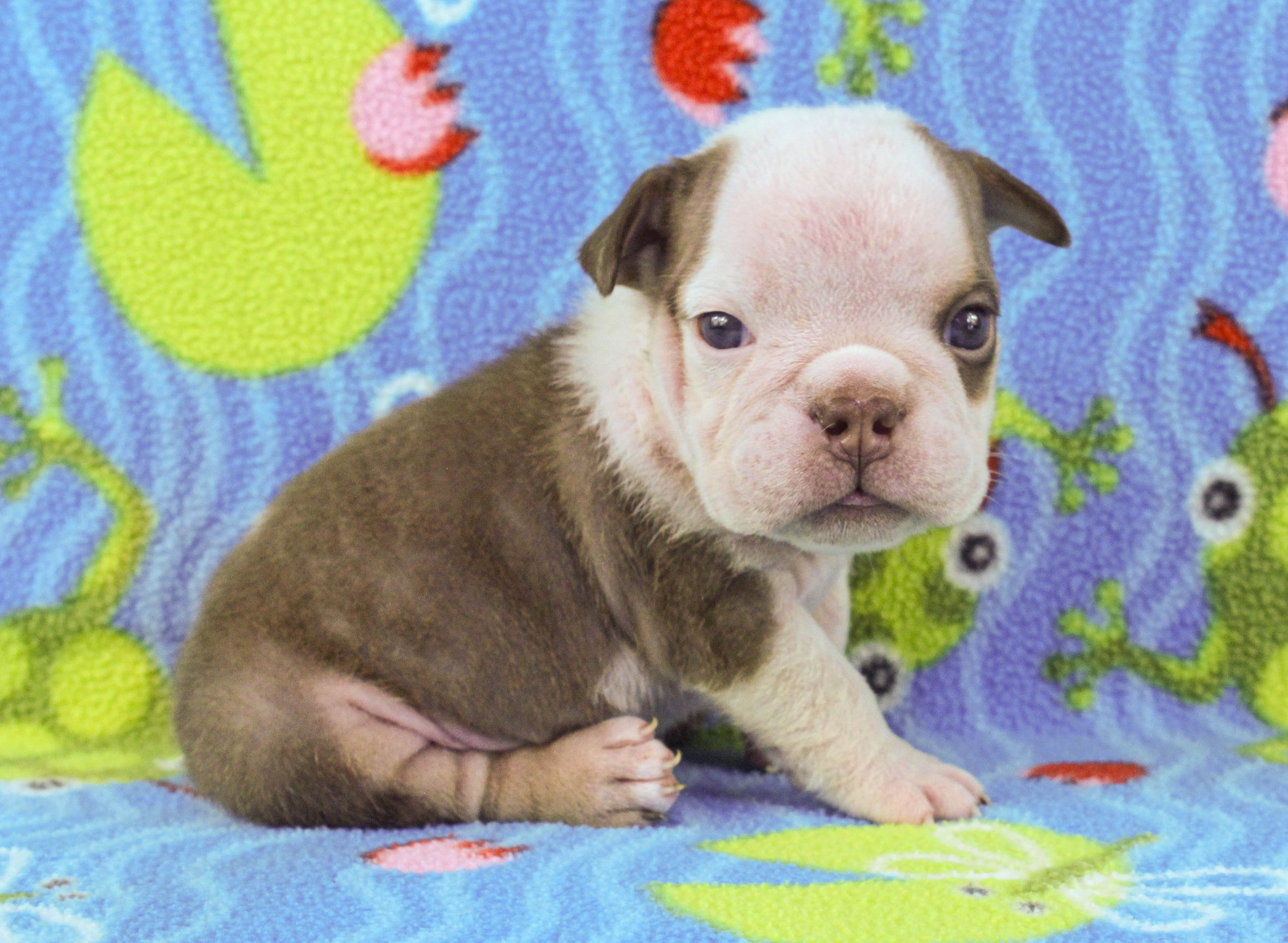 Home of the Smaller AKC English Bulldog Puppies - Newbies