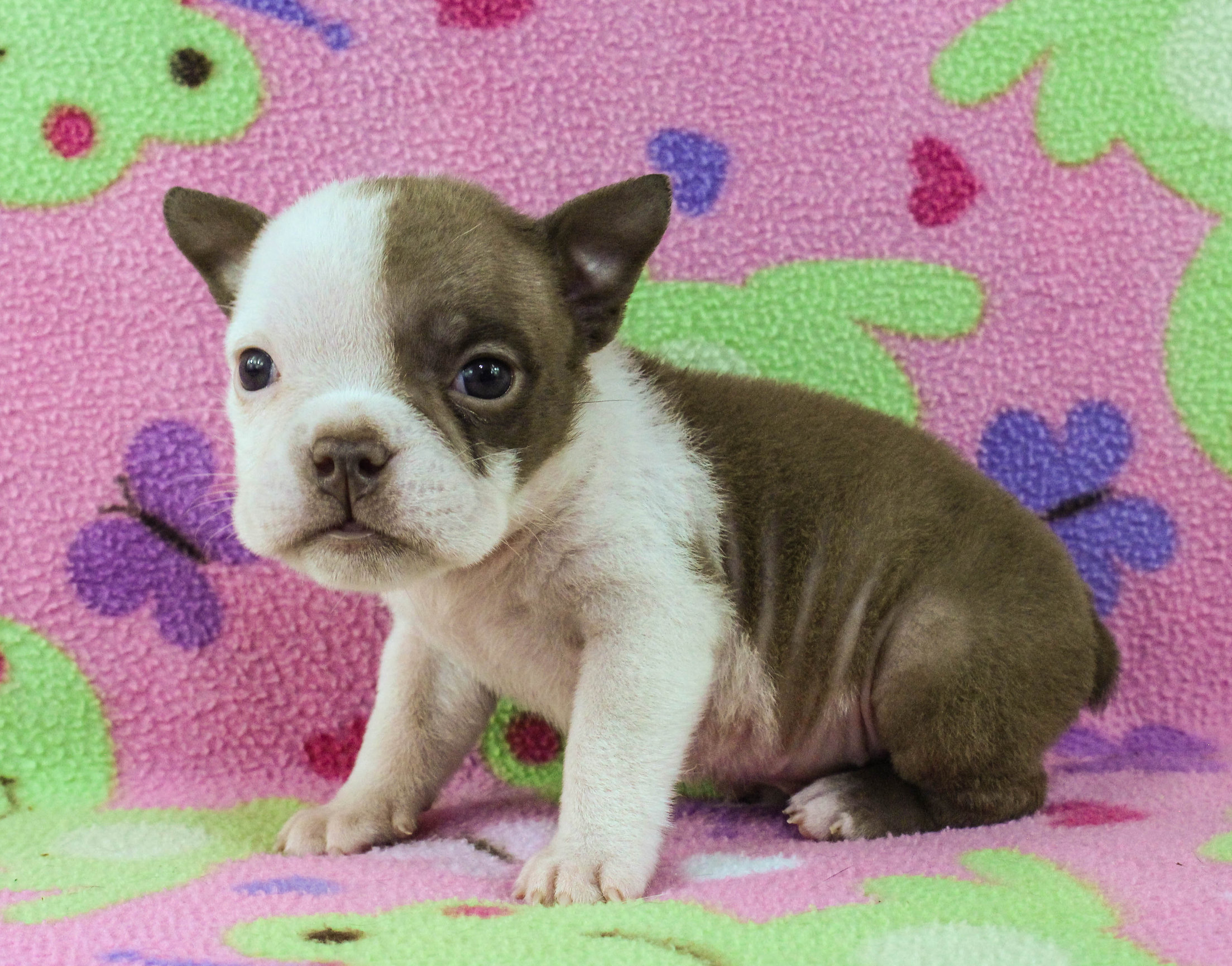 Home of the Smaller AKC English Bulldog Puppies - Newbies