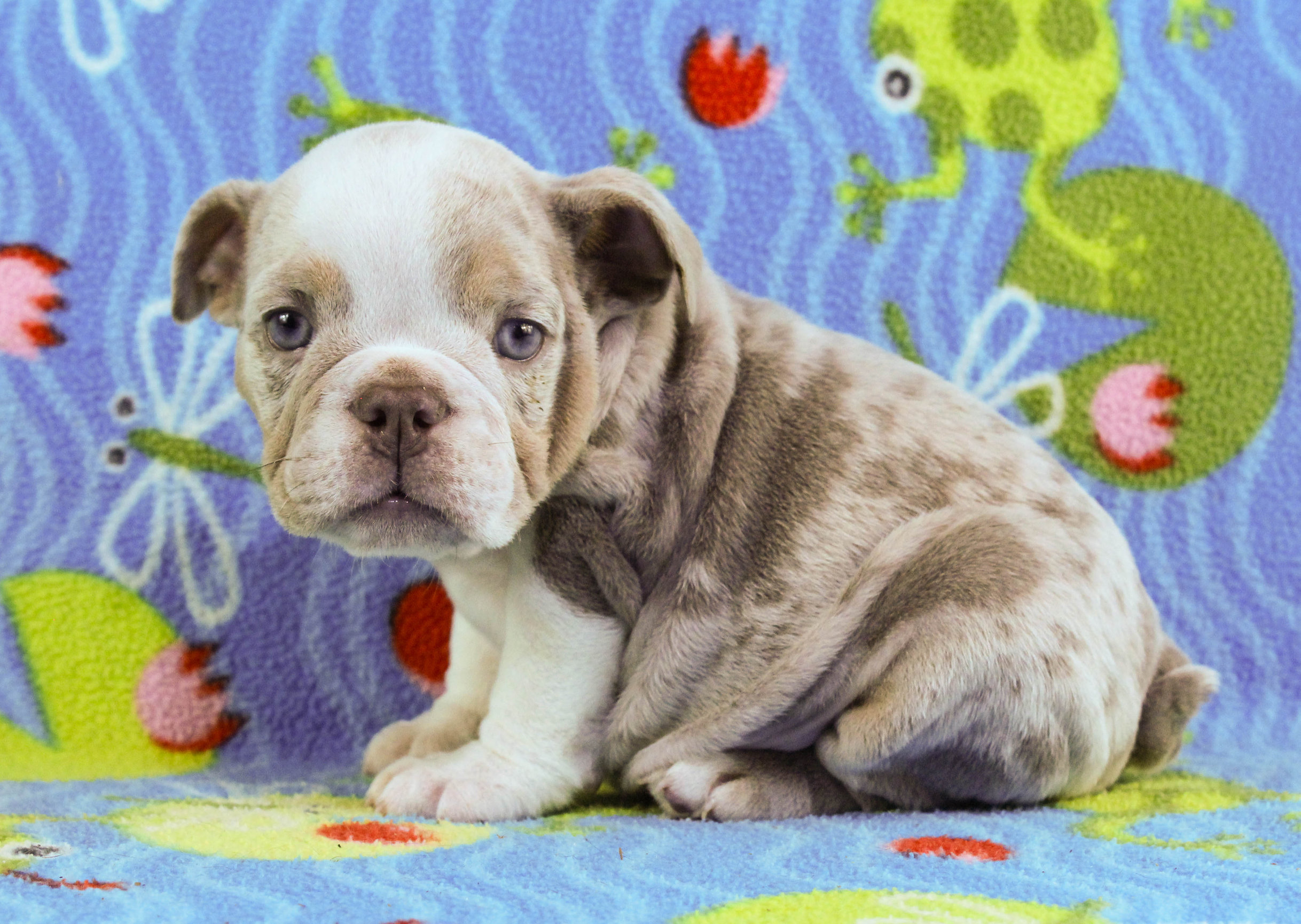 Home of the Smaller AKC English Bulldog Puppies - Newbies