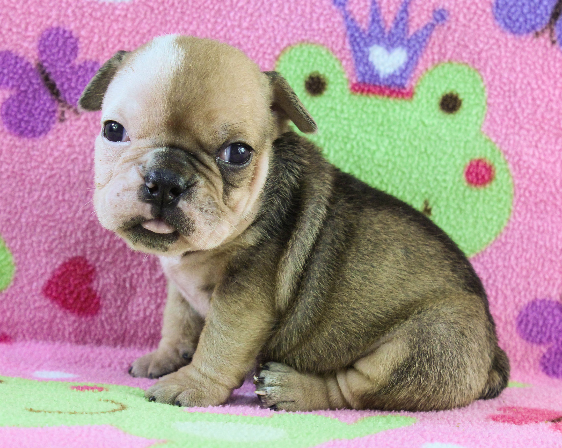 Home of the Smaller AKC English Bulldog Puppies - Newbies