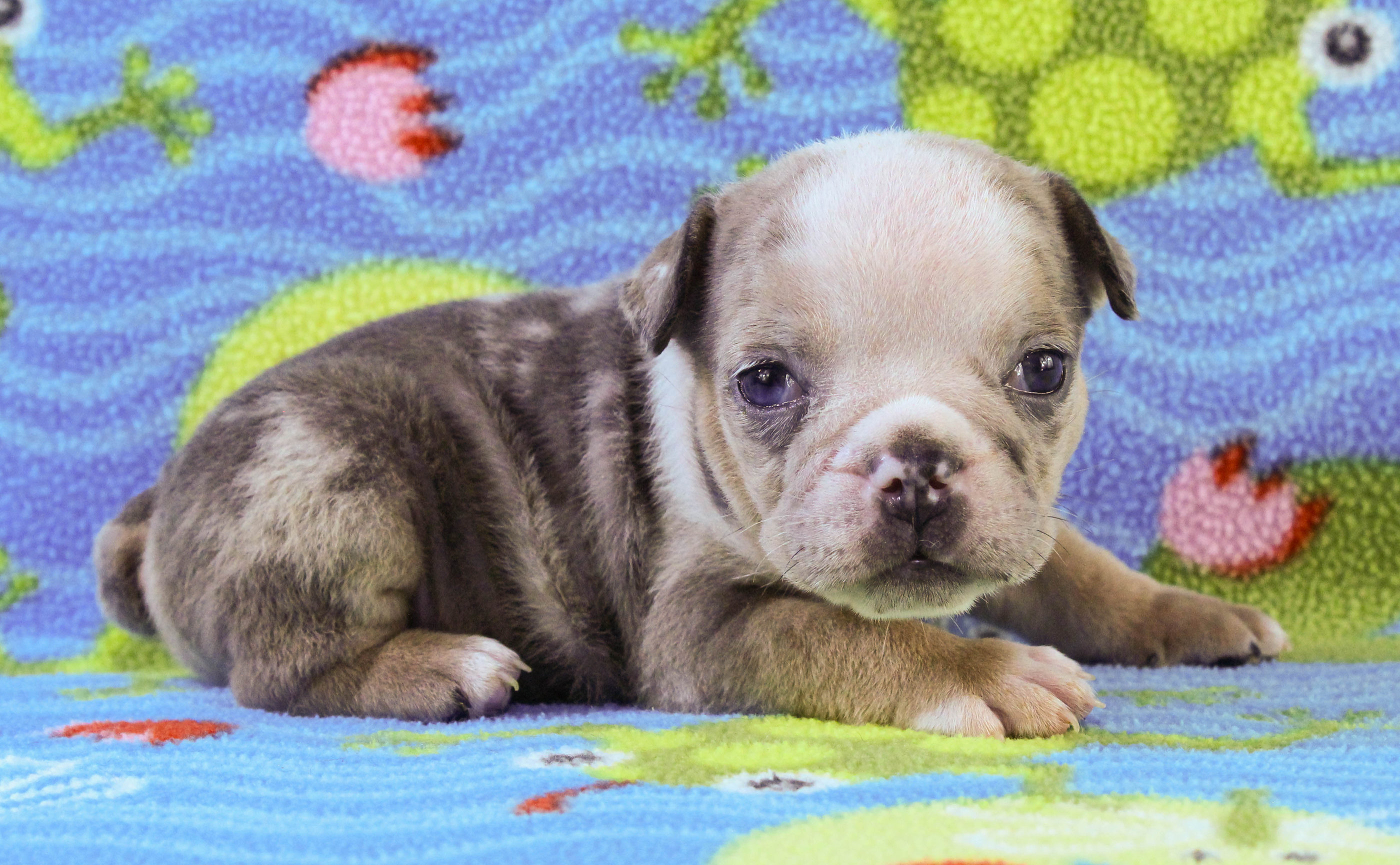 Home of the Smaller AKC English Bulldog Puppies - Newbies