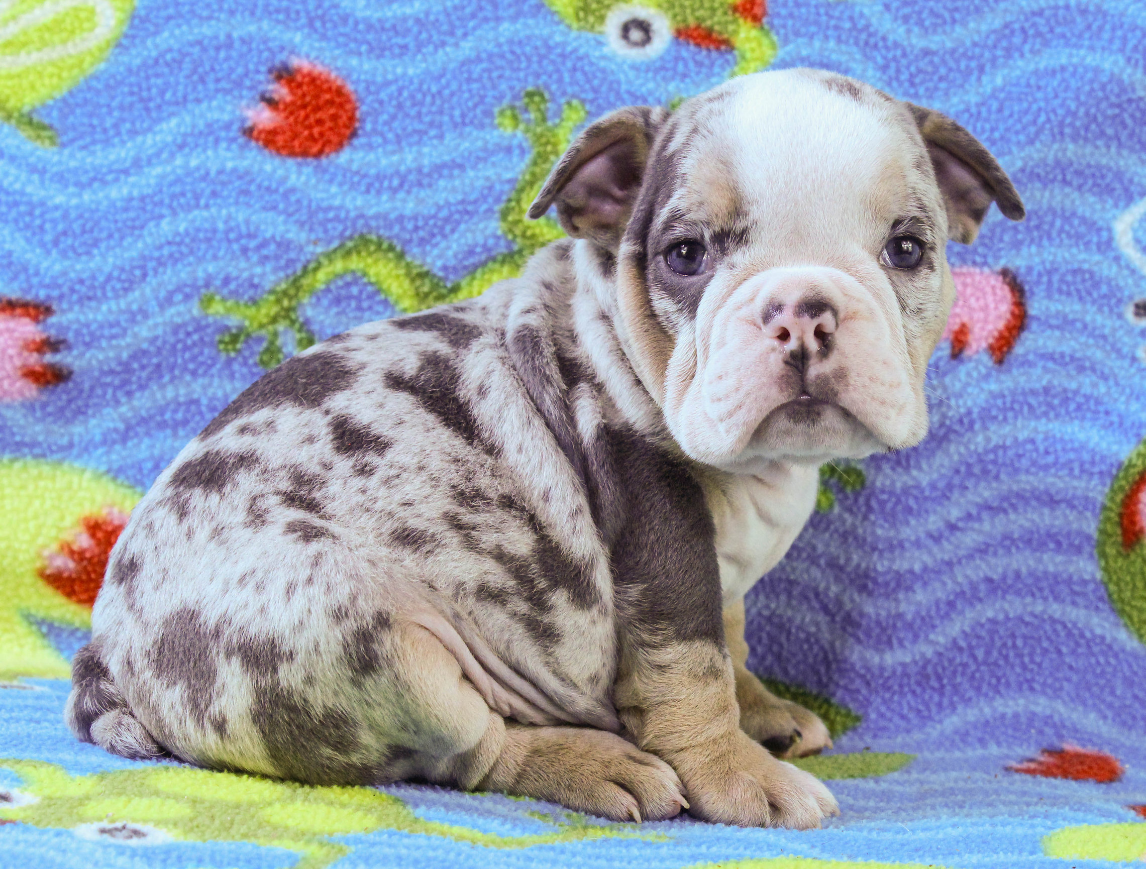 Home of the Smaller AKC English Bulldog Puppies - Newbies