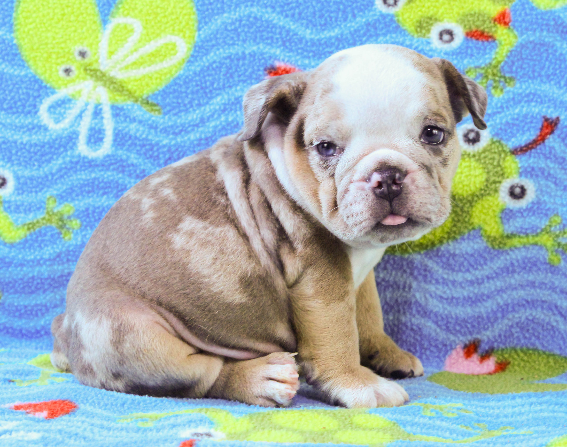 Home of the Smaller AKC English Bulldog Puppies - Newbies