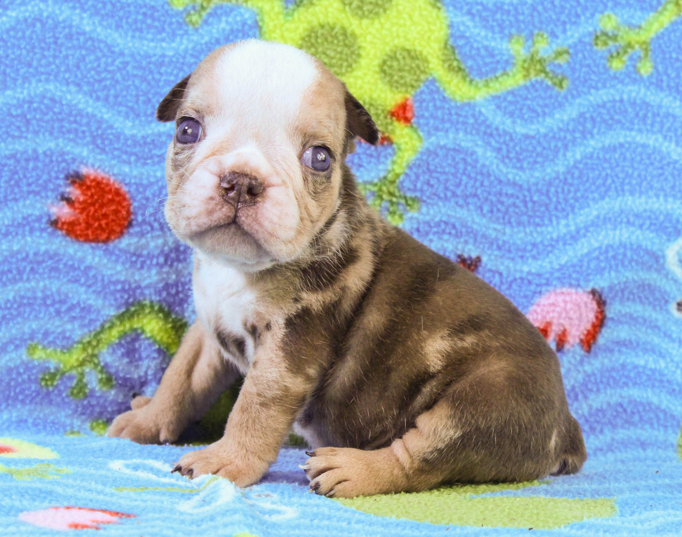 Home of the Smaller AKC English Bulldog Puppies - Newbies