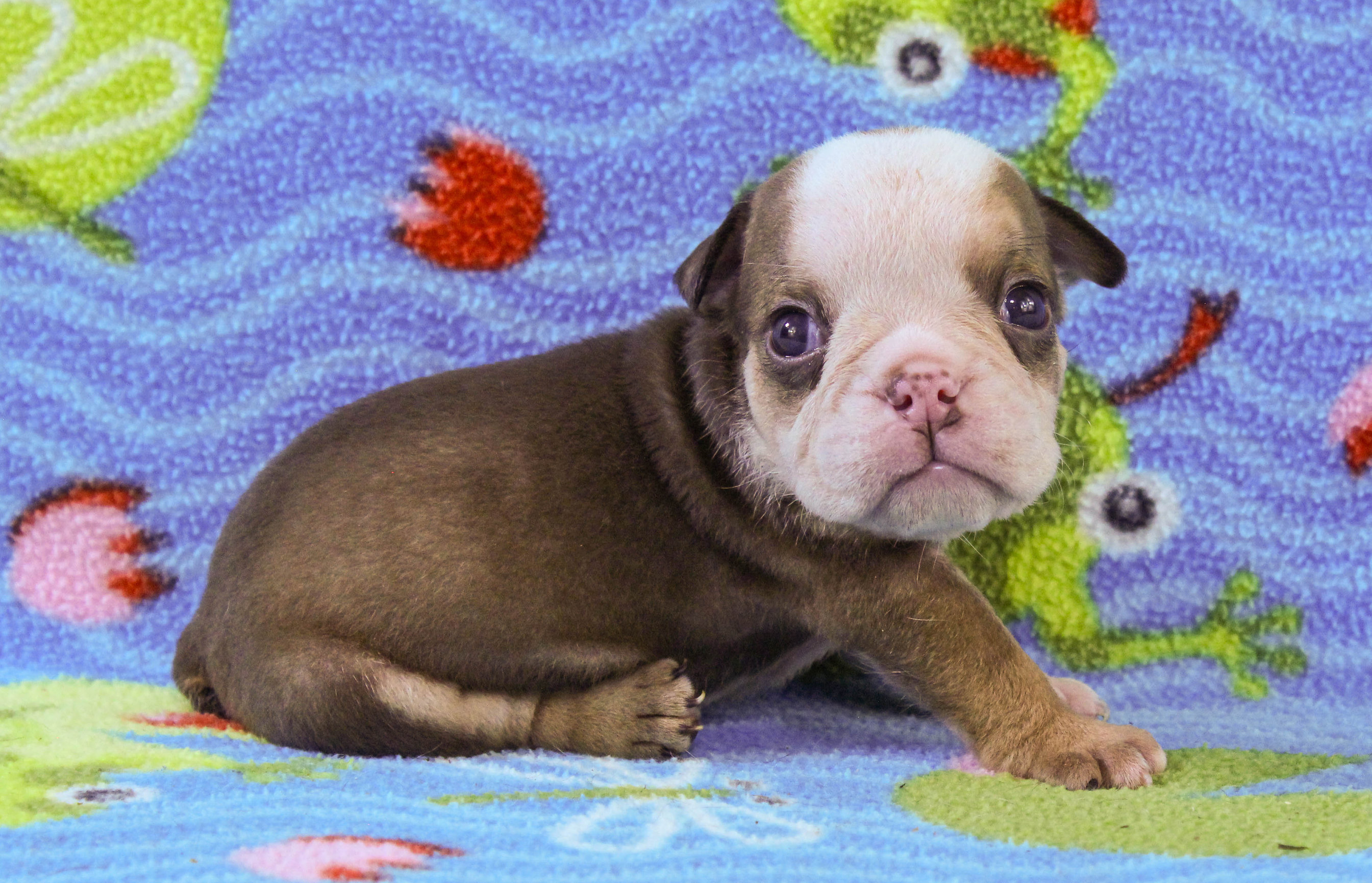Home of the Smaller AKC English Bulldog Puppies - Newbies